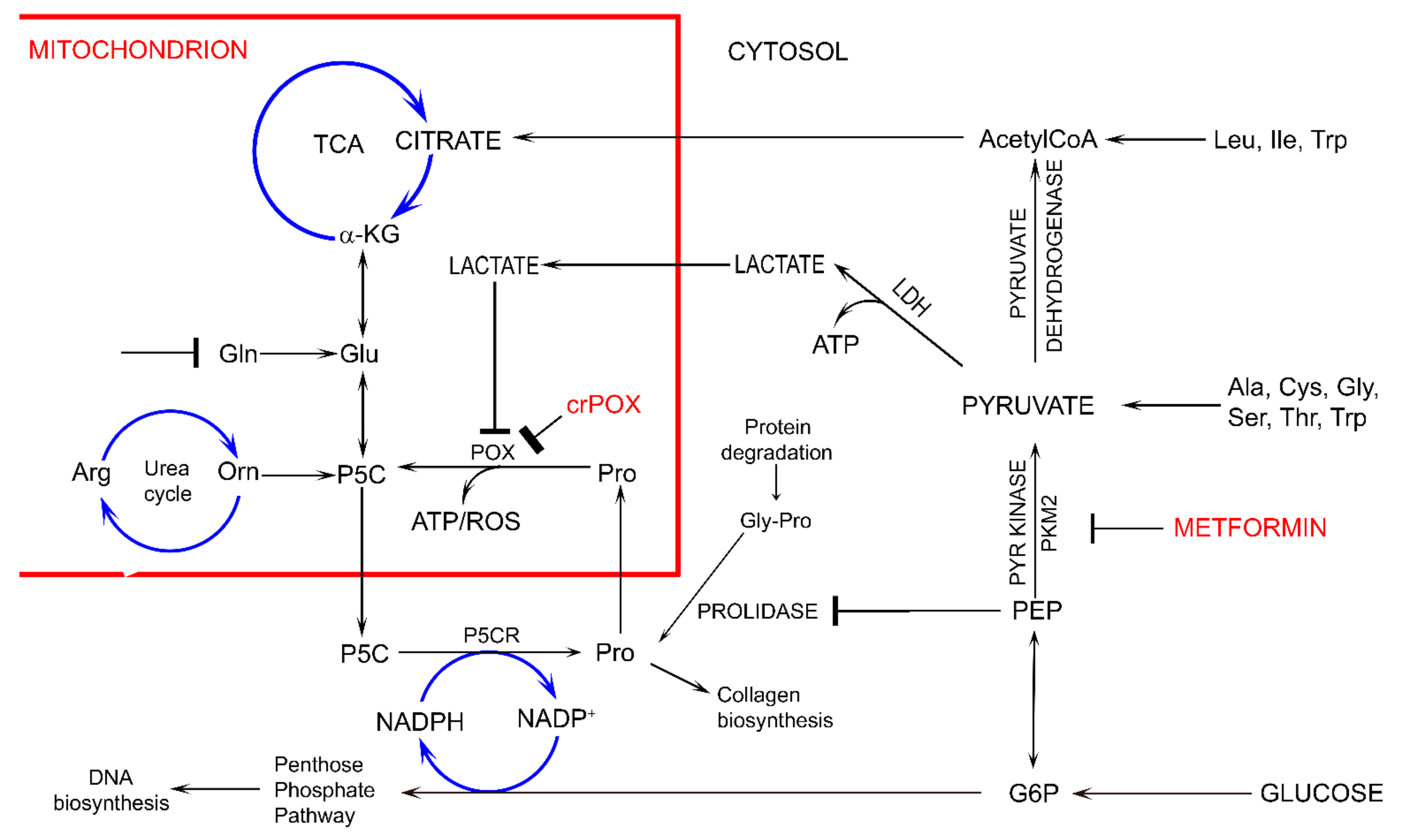 Biomolecules 11 01888 g002 550