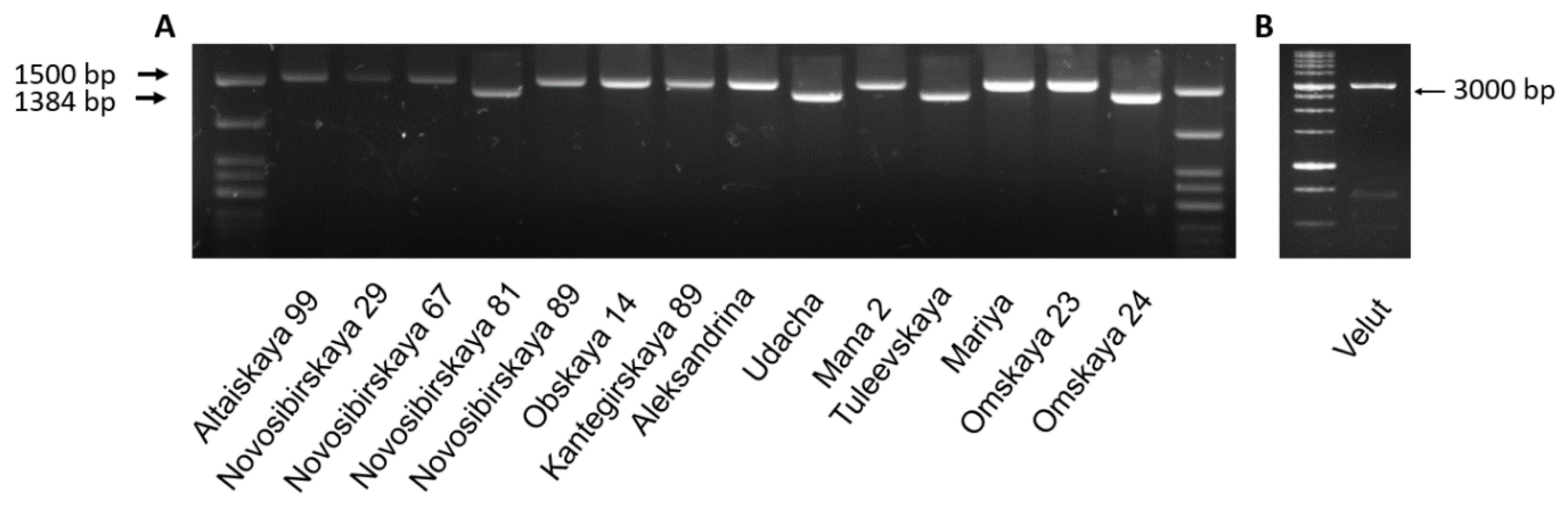 Biomolecules 11 01897 g001 550