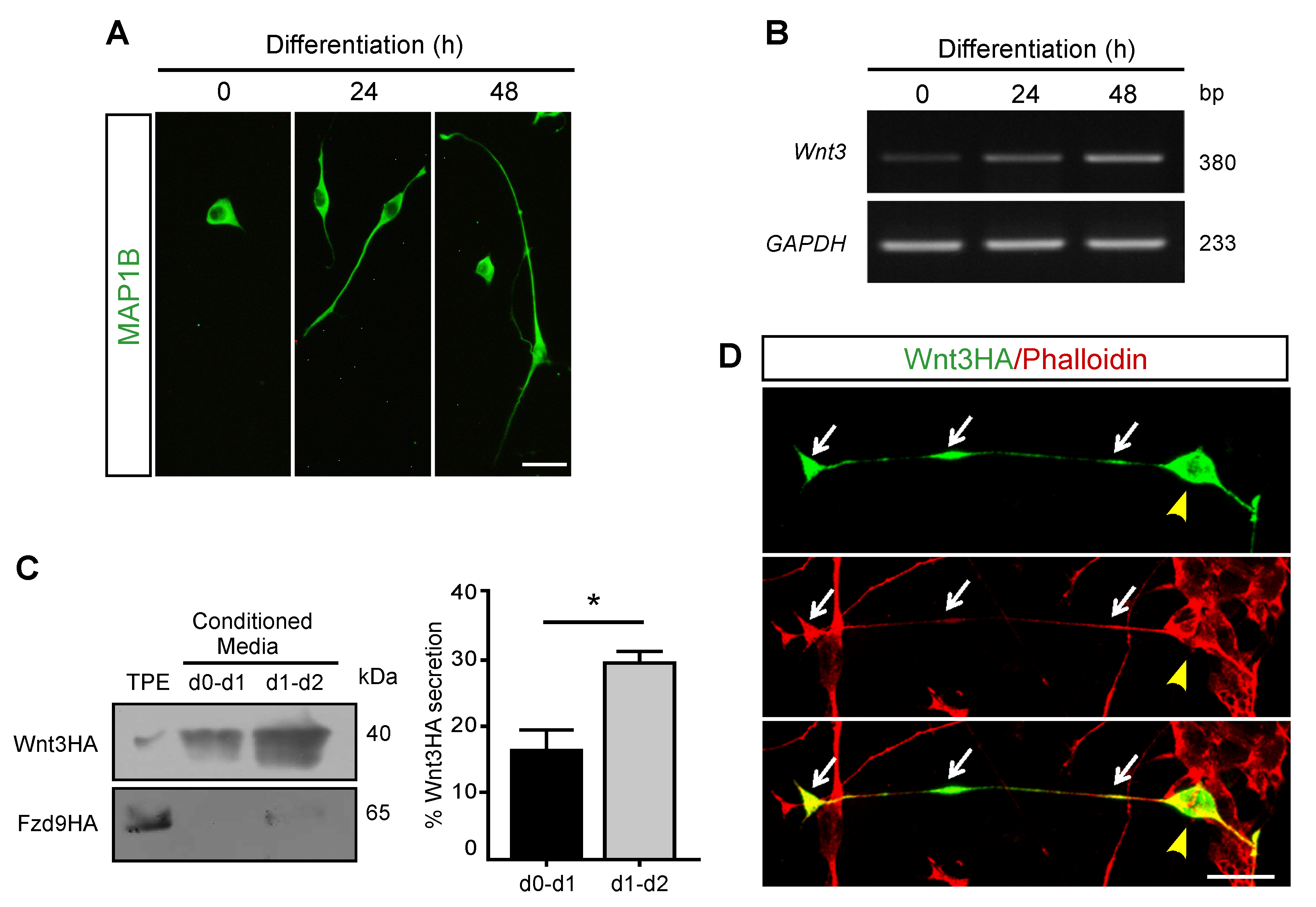 Biomolecules Free Full Text Transport And Secretion Of The Wnt3 Ligand By Motor Neuron Like Cells And Developing Motor Neurons Html