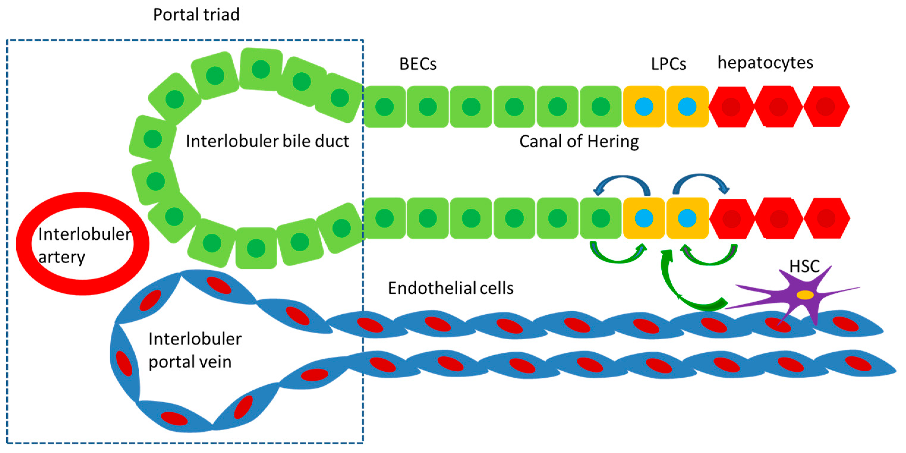 Biomolecules | Free Full-Text | Liver Regeneration and Cell Transplantation  for End-Stage Liver Disease