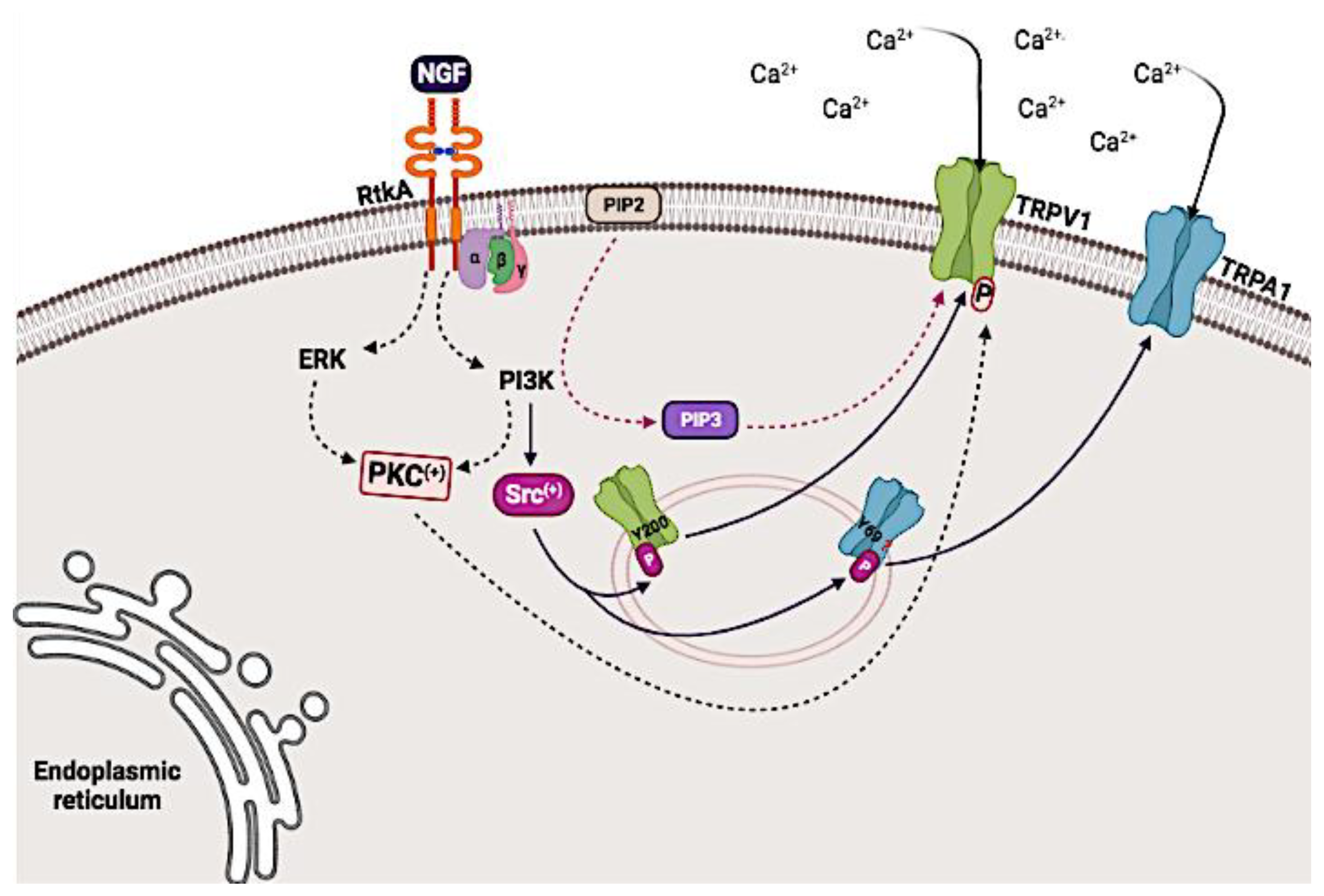 Biomolecules 12 00001 g004 Biomolecules 12 00001 g004