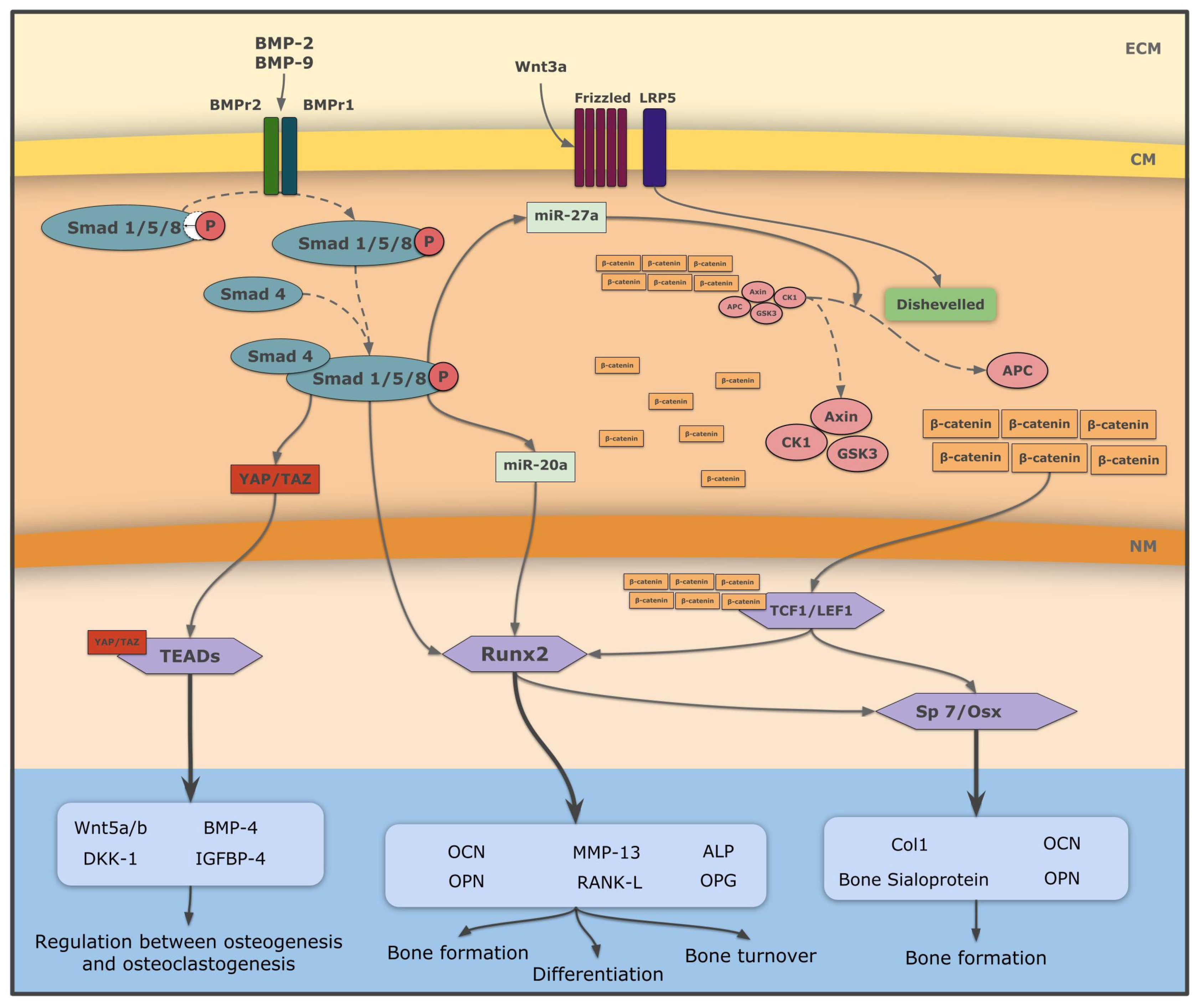 Biomolecules Free Full Text Recombinant Proteins Based Strategies In Bone Tissue Engineering Html