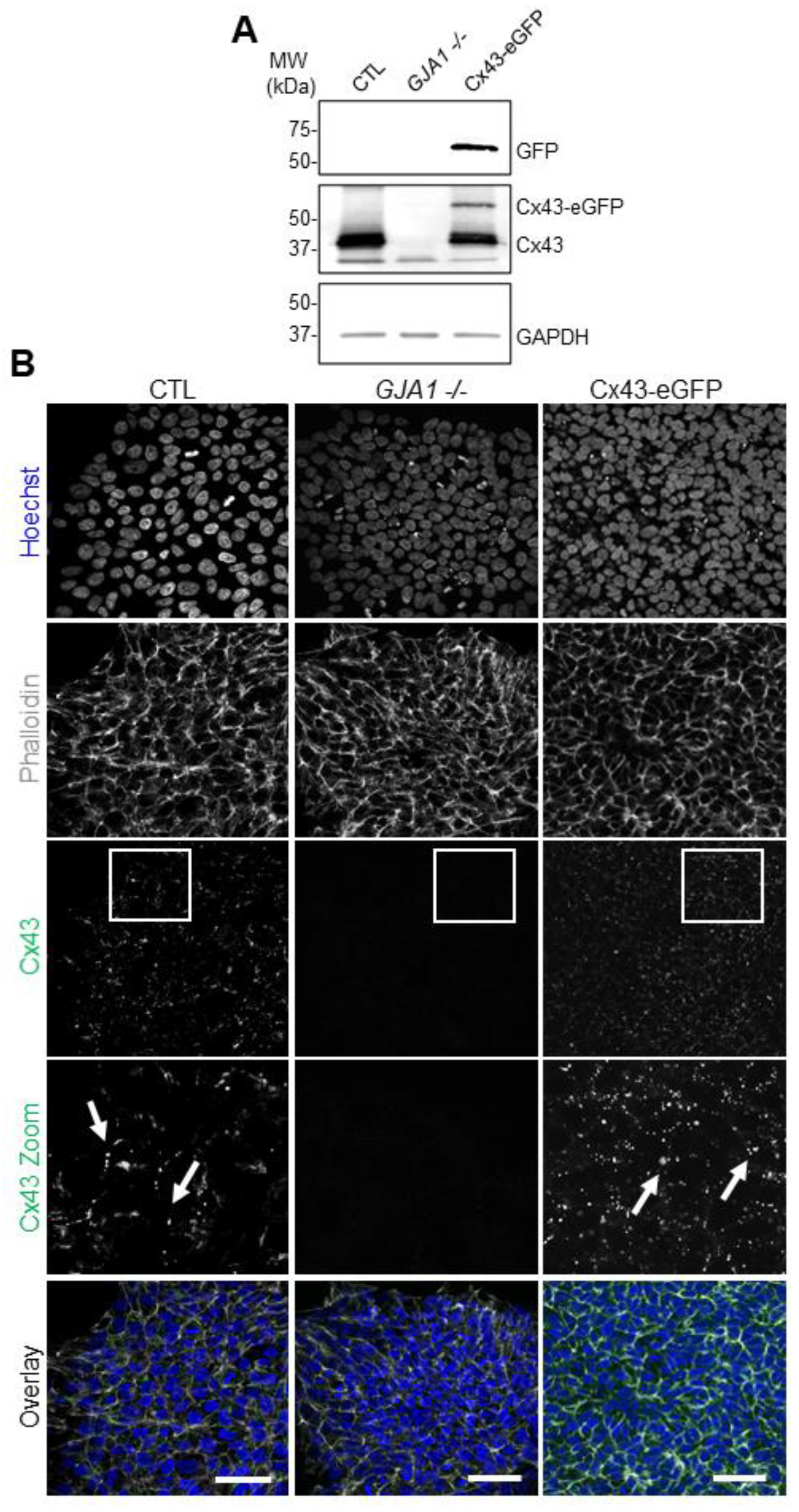 Biomolecules 12 00015 g003 Biomolecules 12 00015 g003