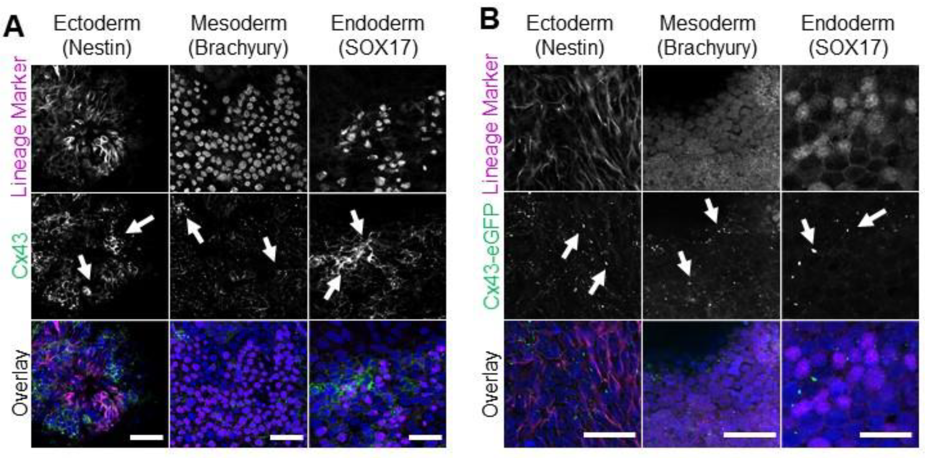 Biomolecules 12 00015 g004 Biomolecules 12 00015 g004