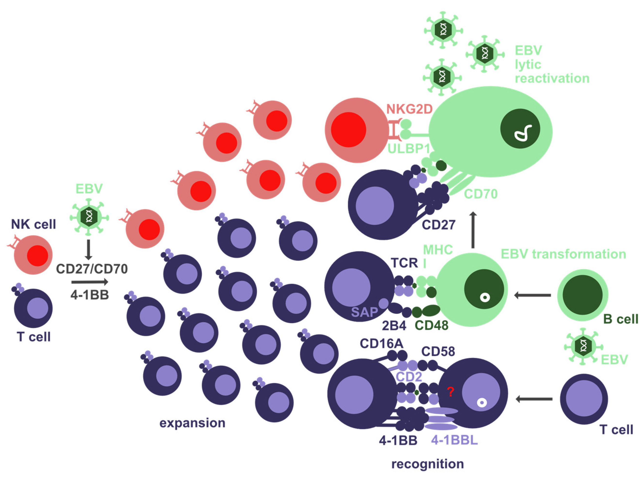 Biomolecules 12 00038 g001