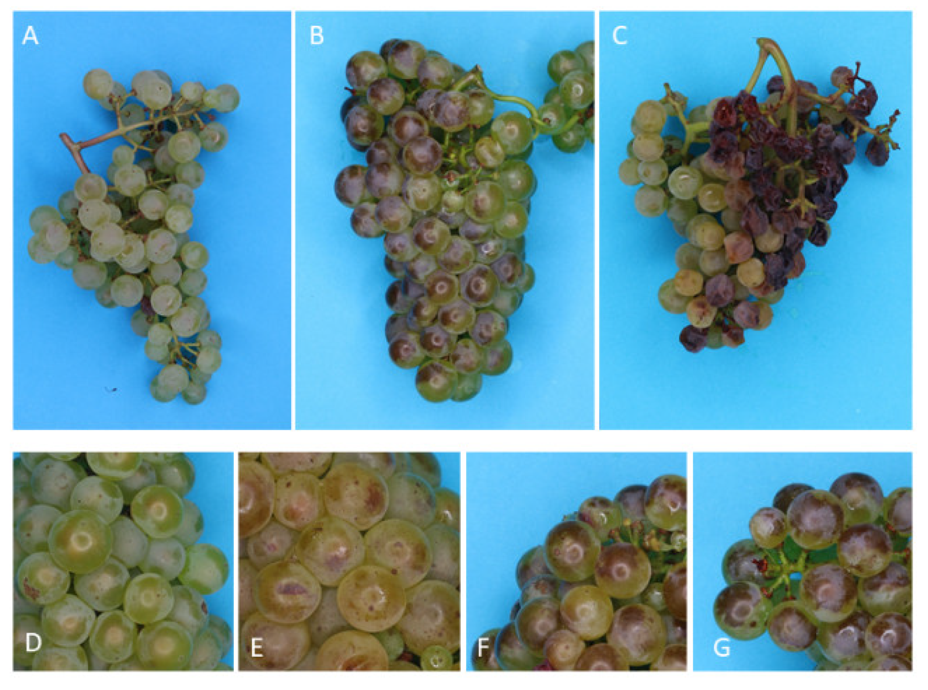 Biomolecules 12 00042 g005