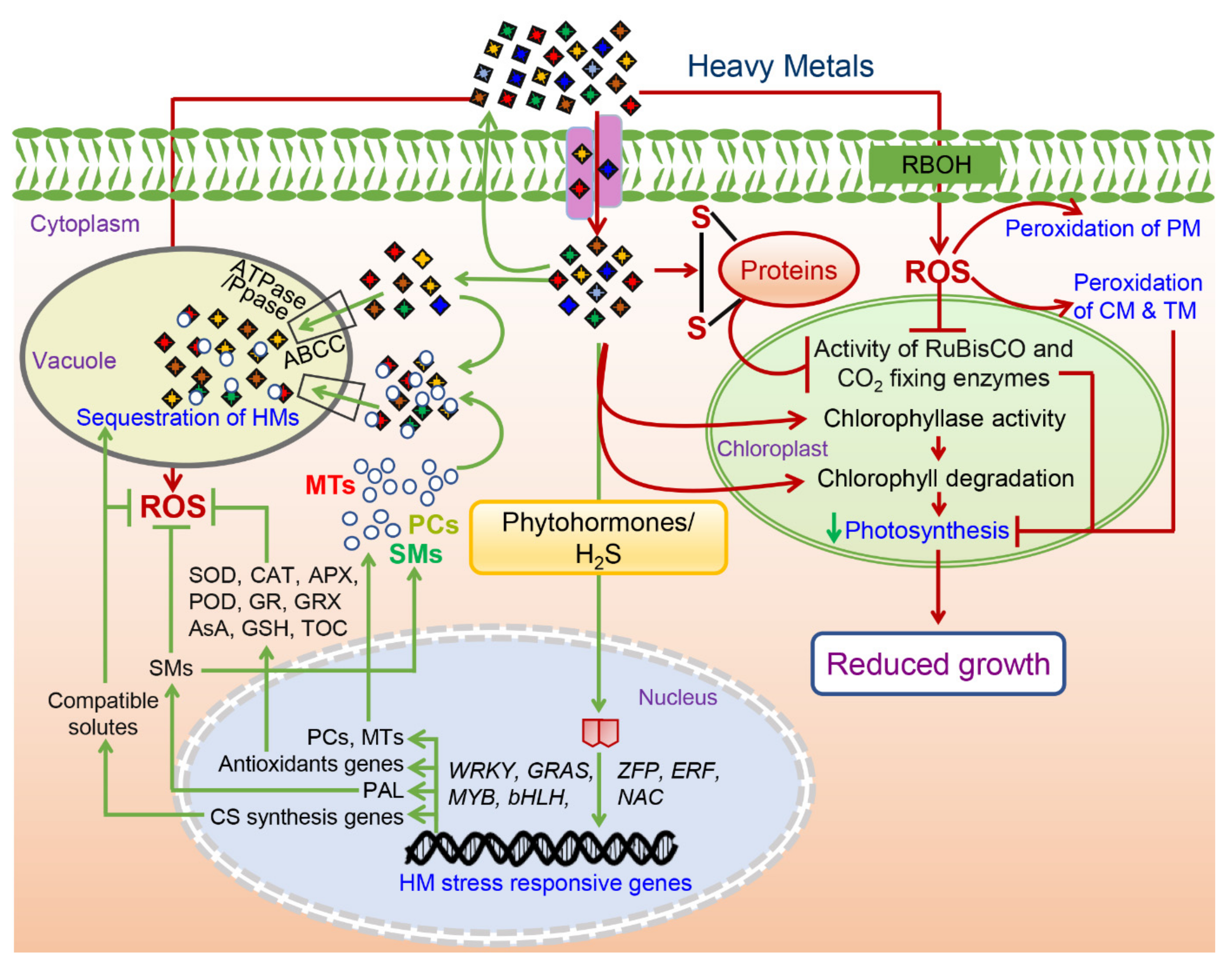 Biomolecules 12 00043 g002