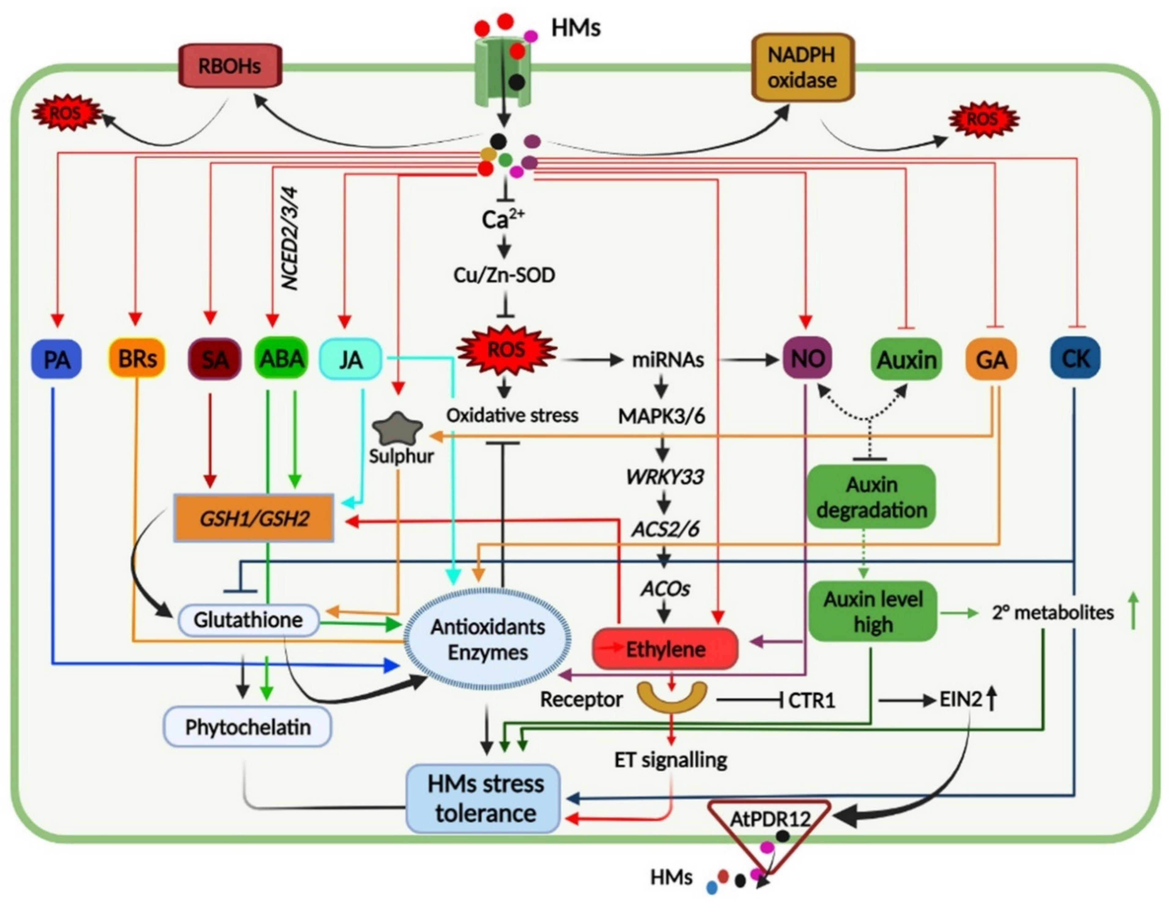 Biomolecules 12 00043 g003