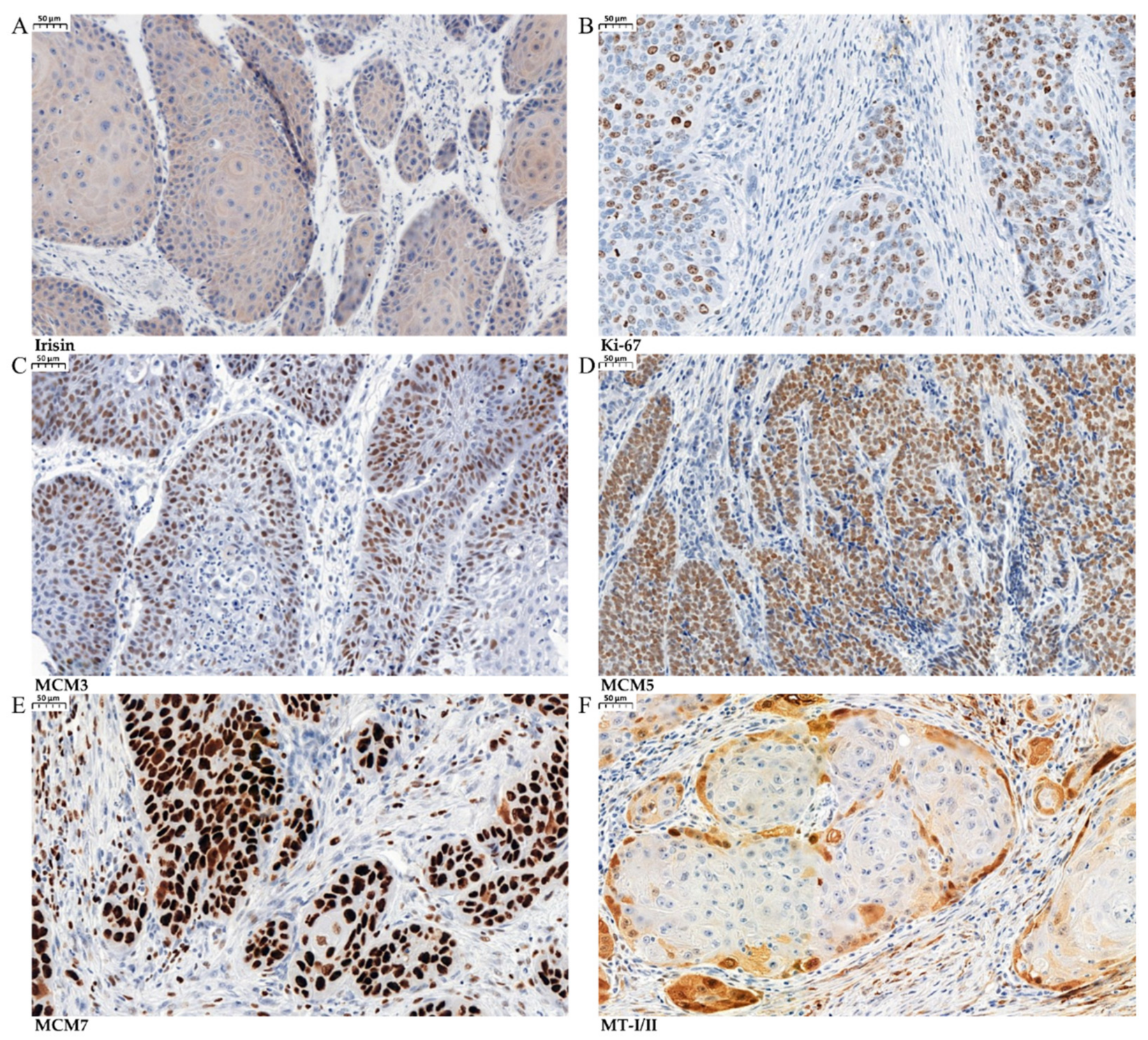 Biomolecules 12 00052 g003
