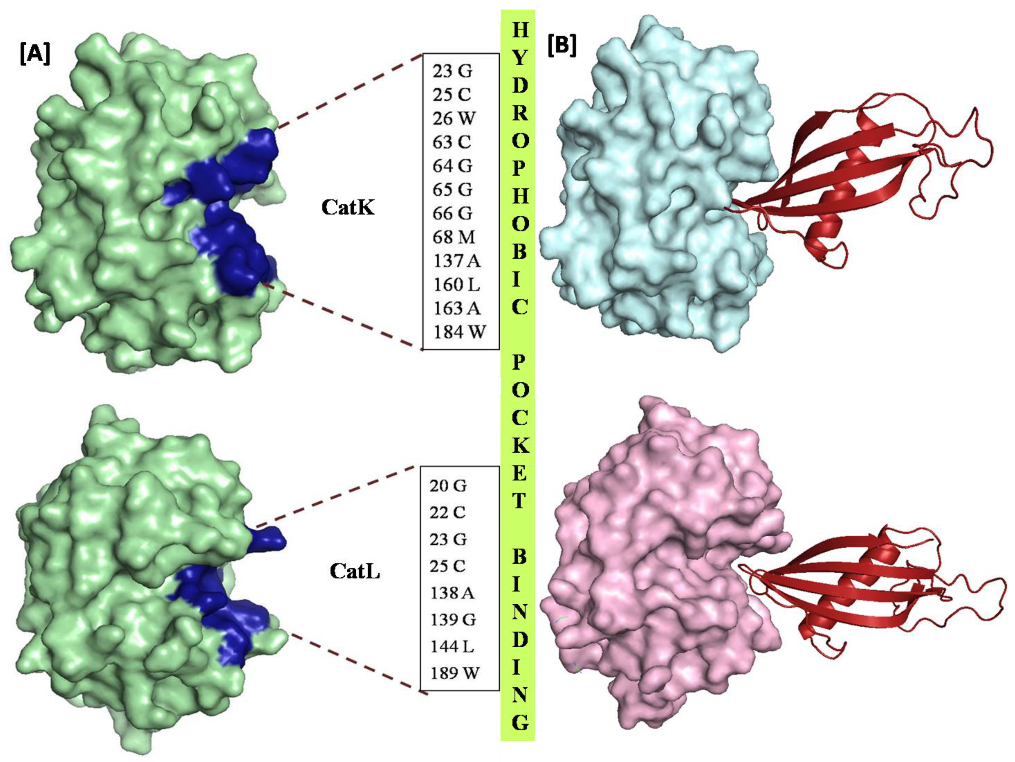 Biomolecules 12 00053 g003