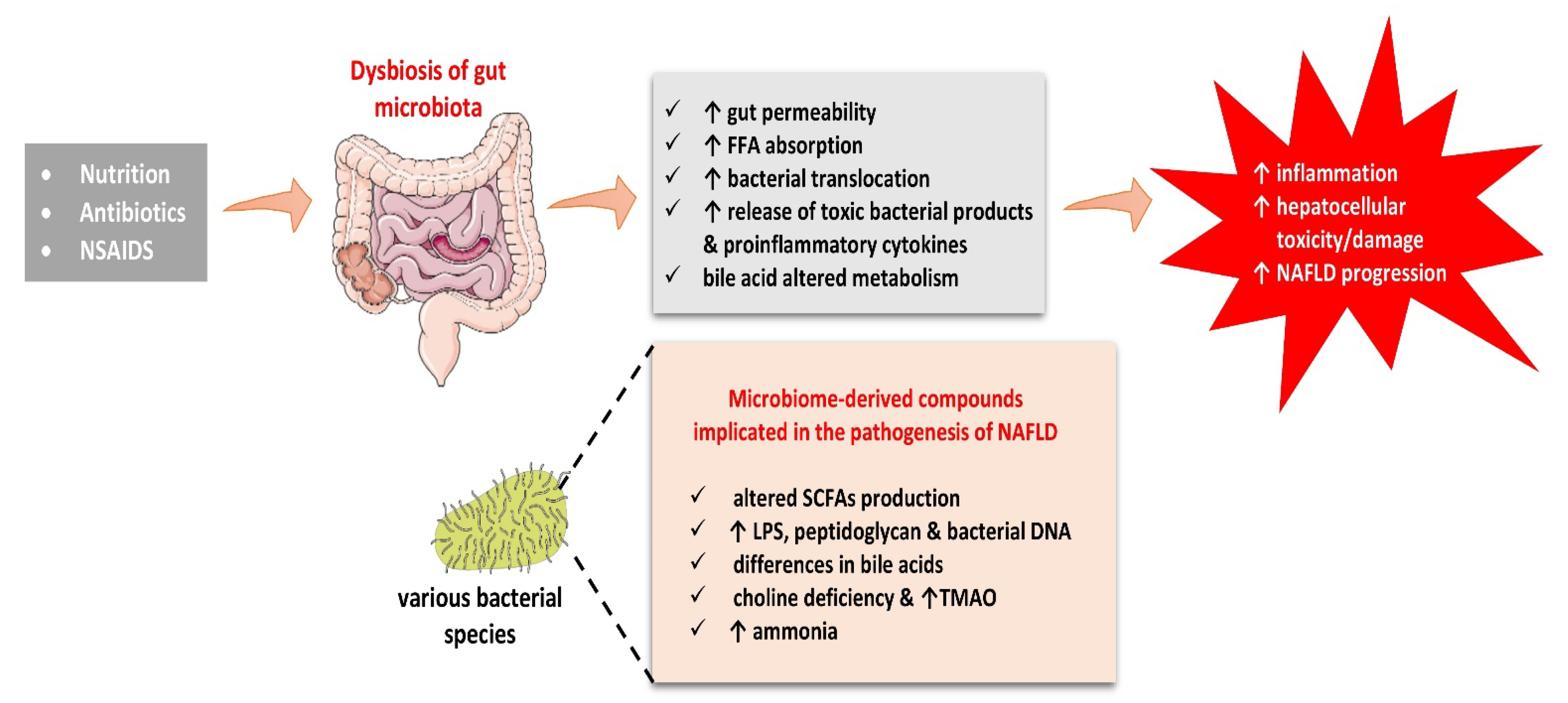Biomolecules | Free Full-Text | Understanding the Role of the Gut Microbiome and Microbial Metabolites in Non-Alcoholic Fatty Disease: Current Evidence and