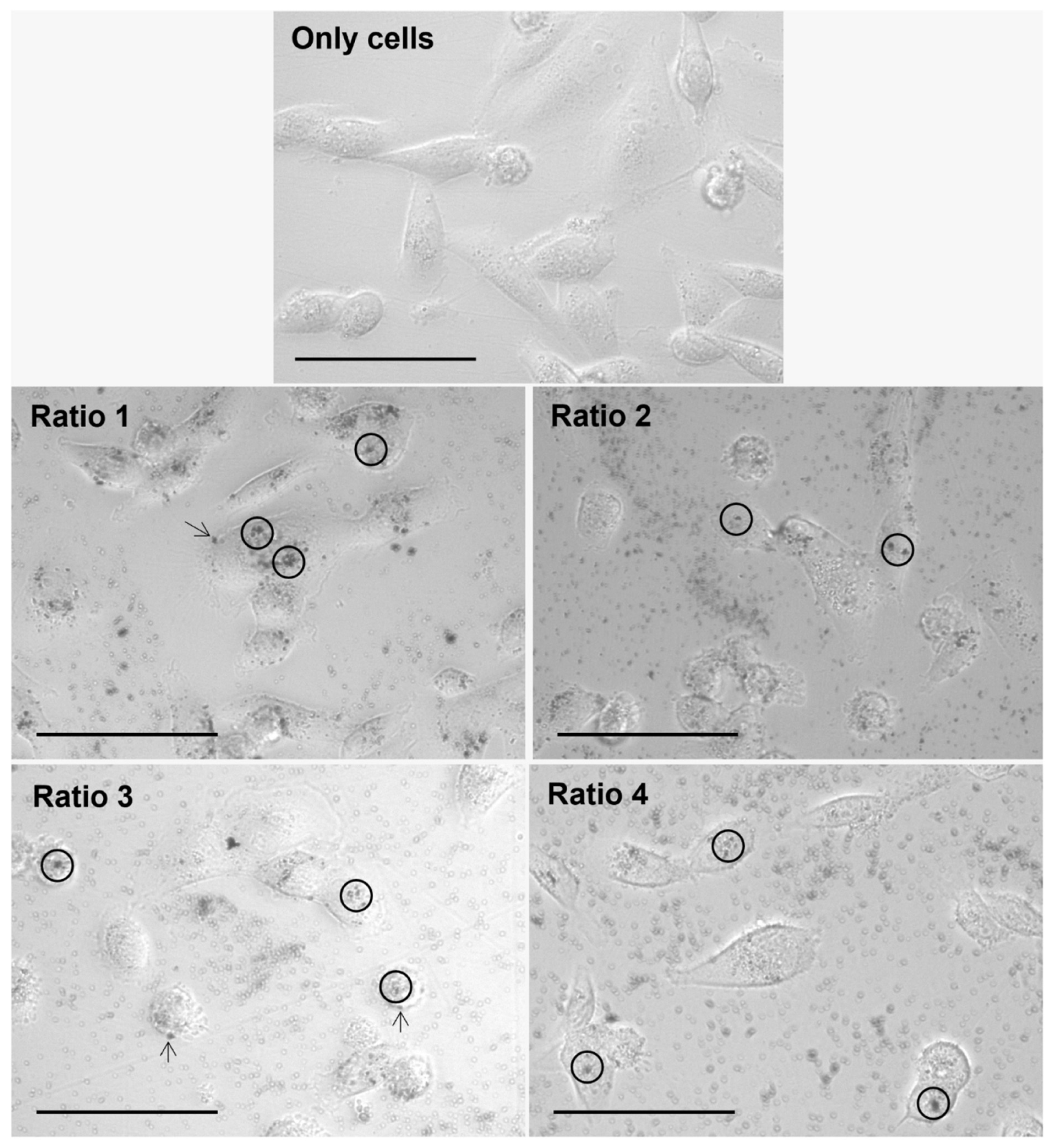 Biomolecules 12 00071 g009