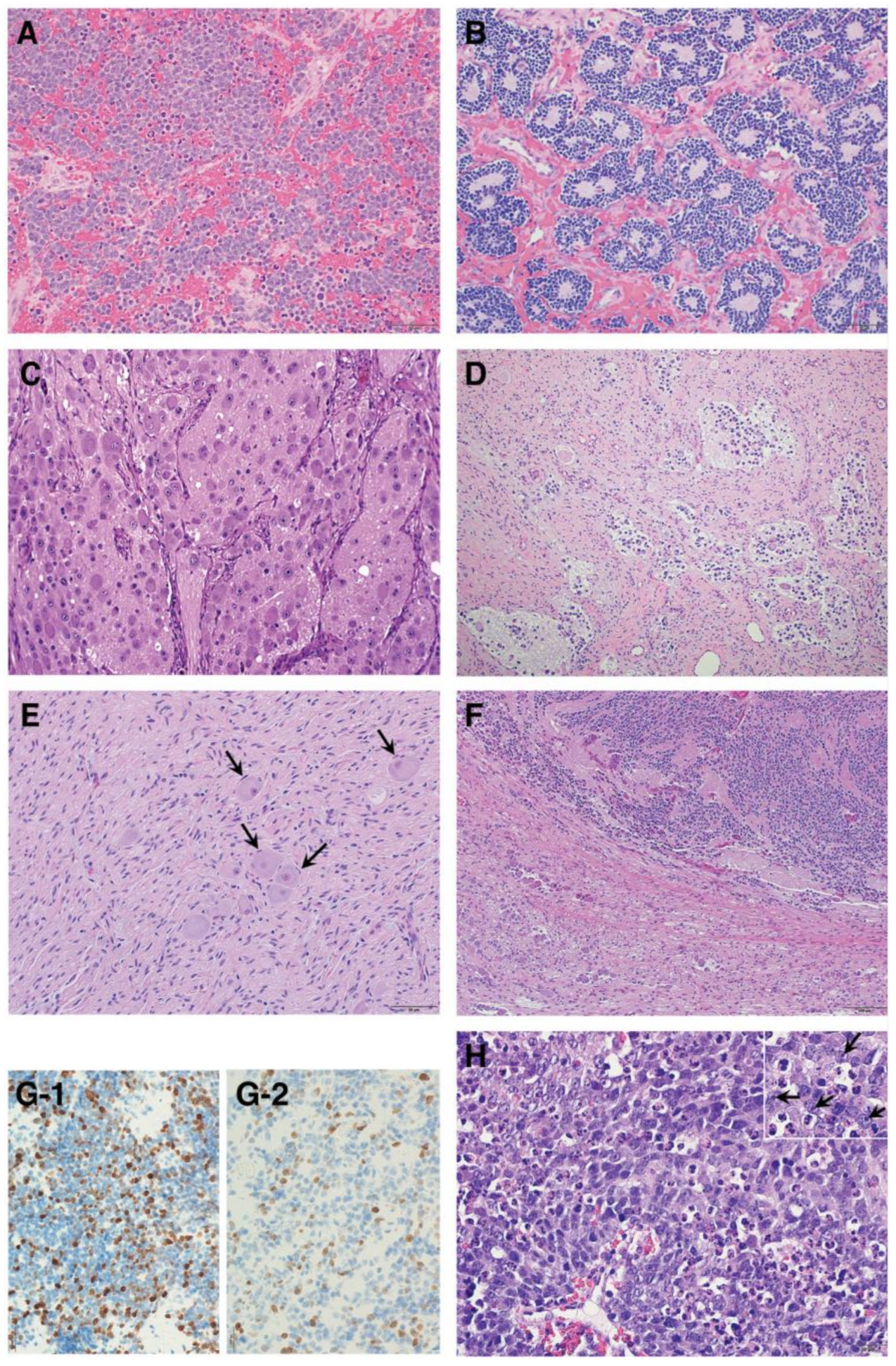 Biomolecules 12 00079 g003 Biomolecules 12 00079 g003