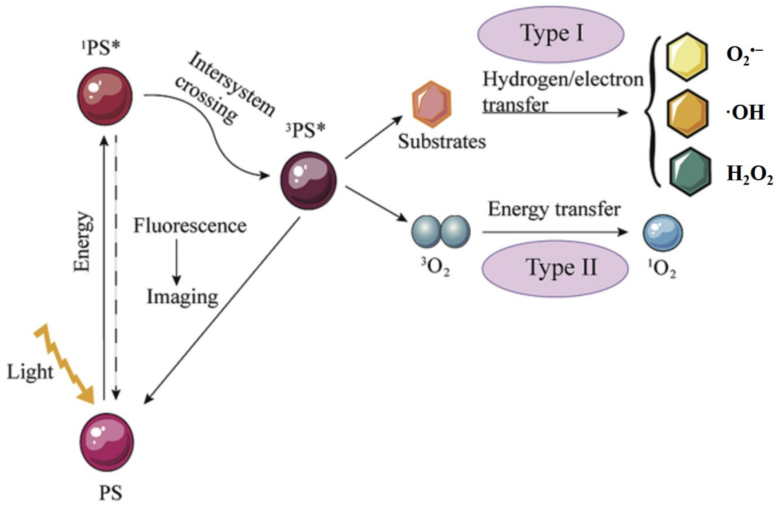 Biomolecules 12 00081 g005 Biomolecules 12 00081 g005
