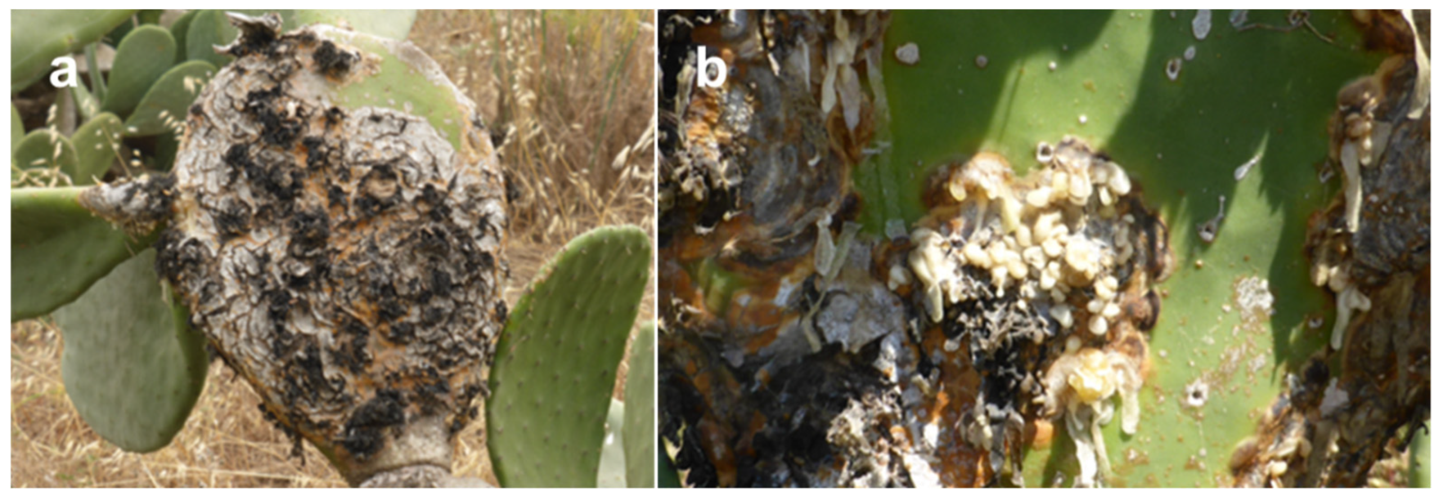Biomolecules 12 00089 g001