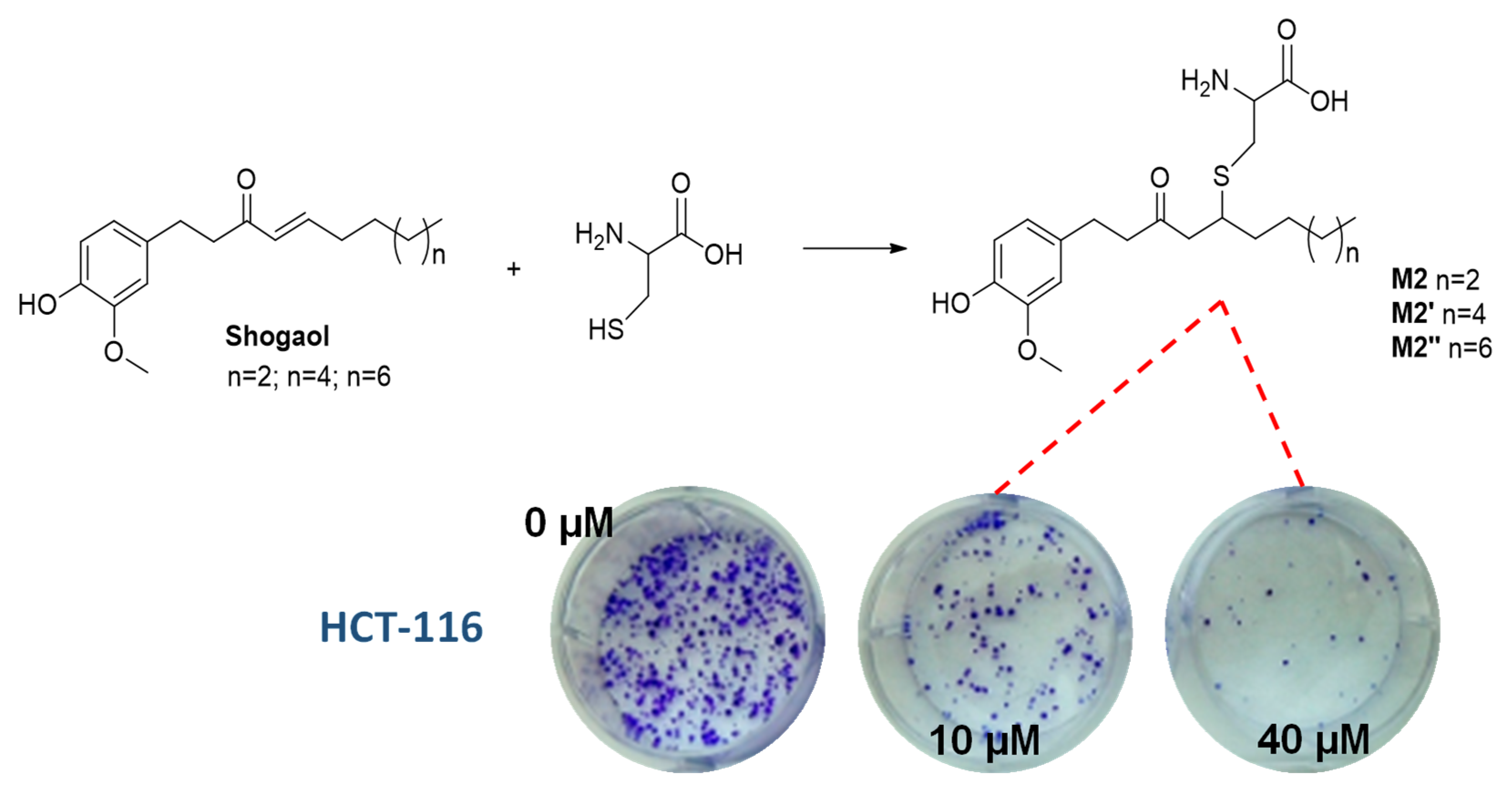 Biomolecules 12 00090 g004