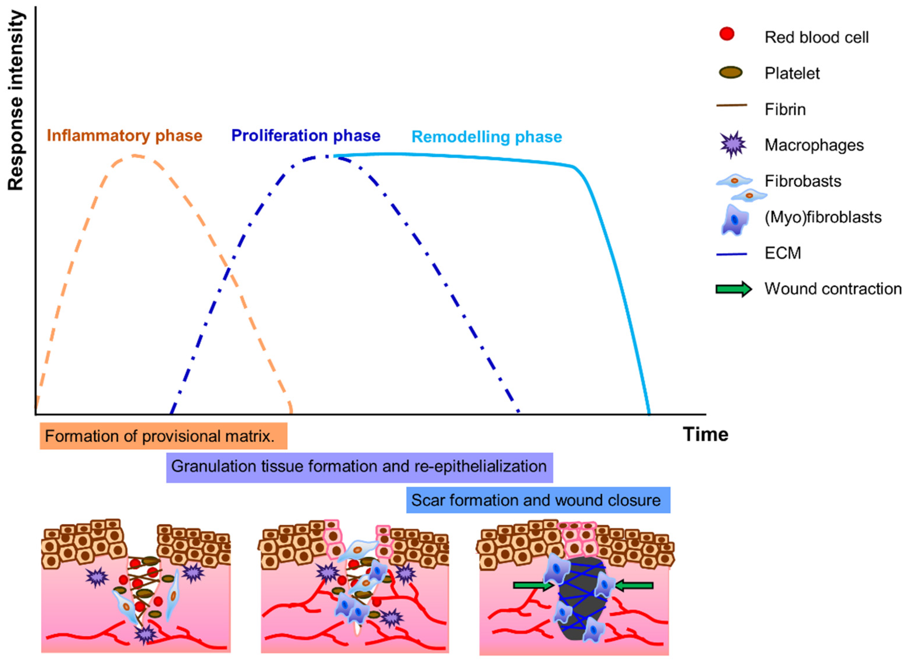 Biomolecules 12 00094 g002