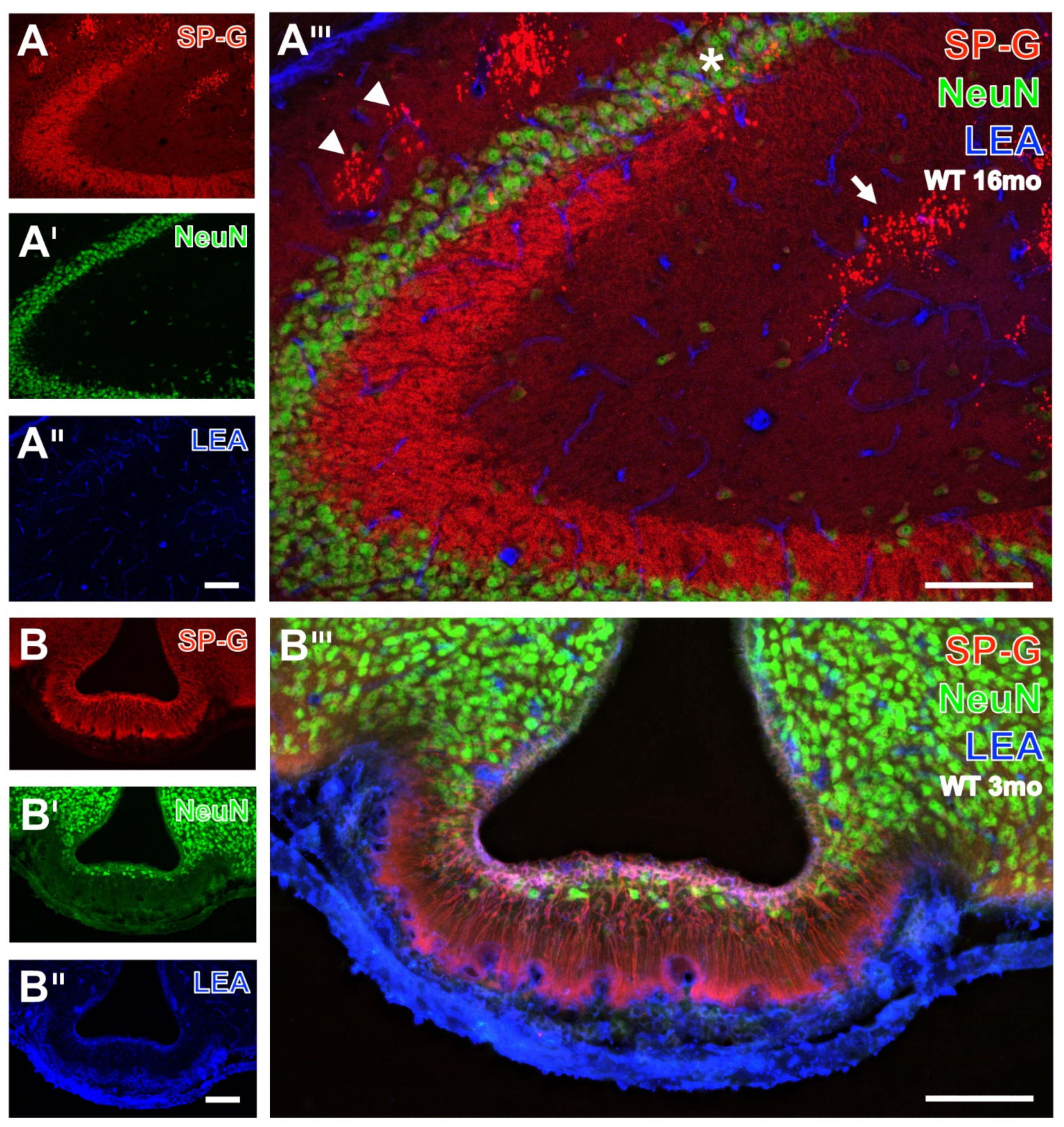Biomolecules 12 00096 g003