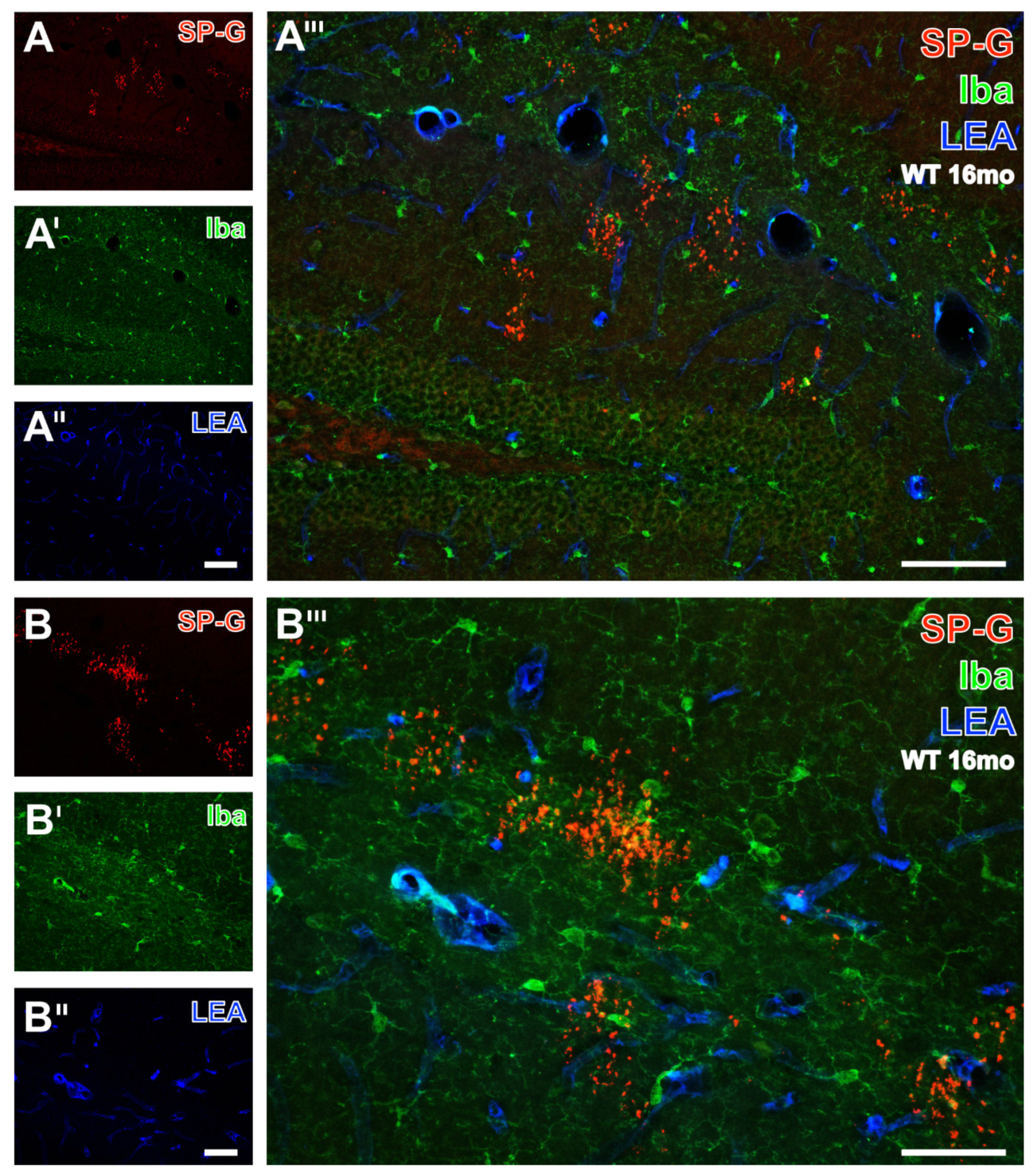 Biomolecules 12 00096 g005