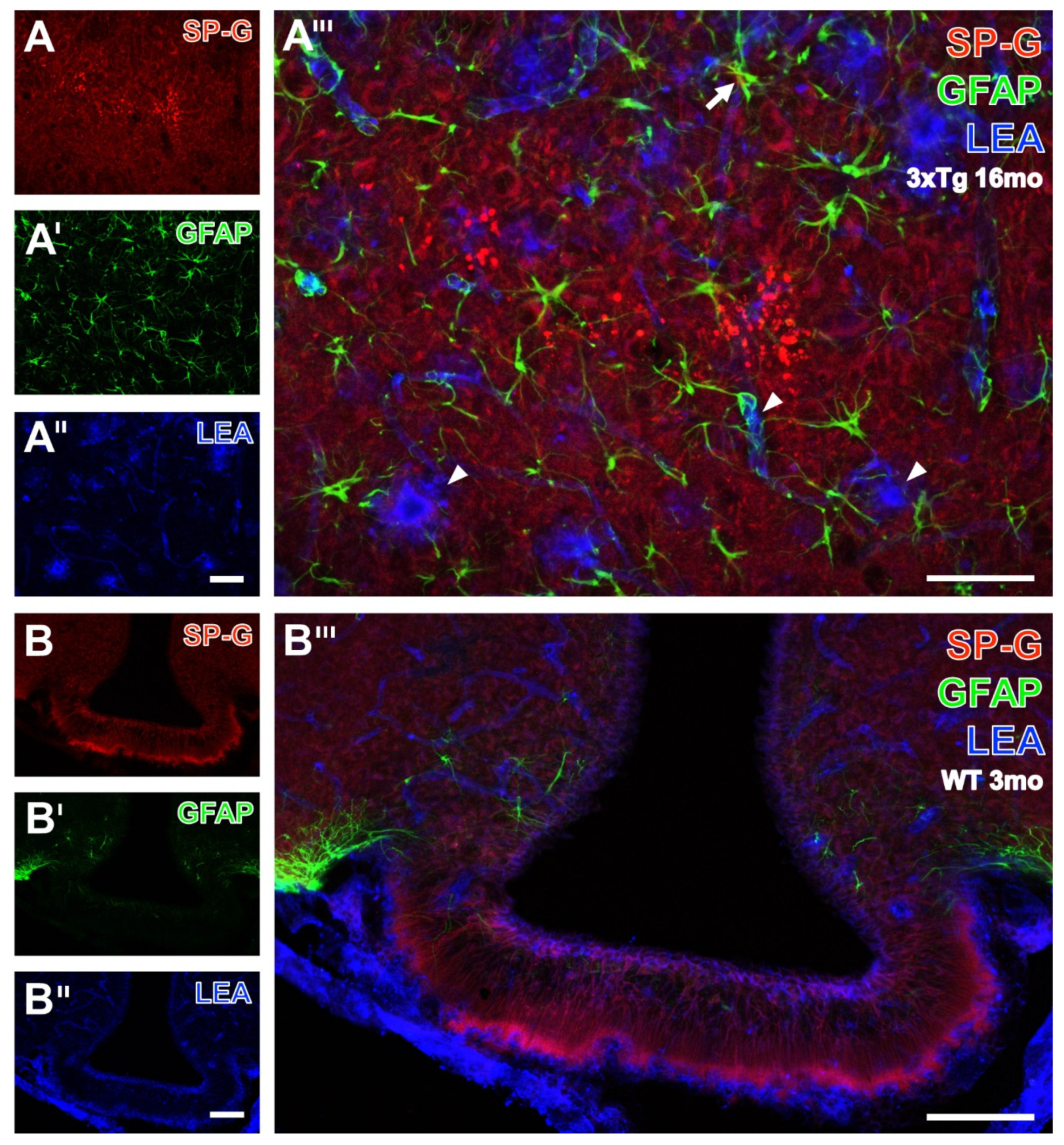 Biomolecules 12 00096 g007