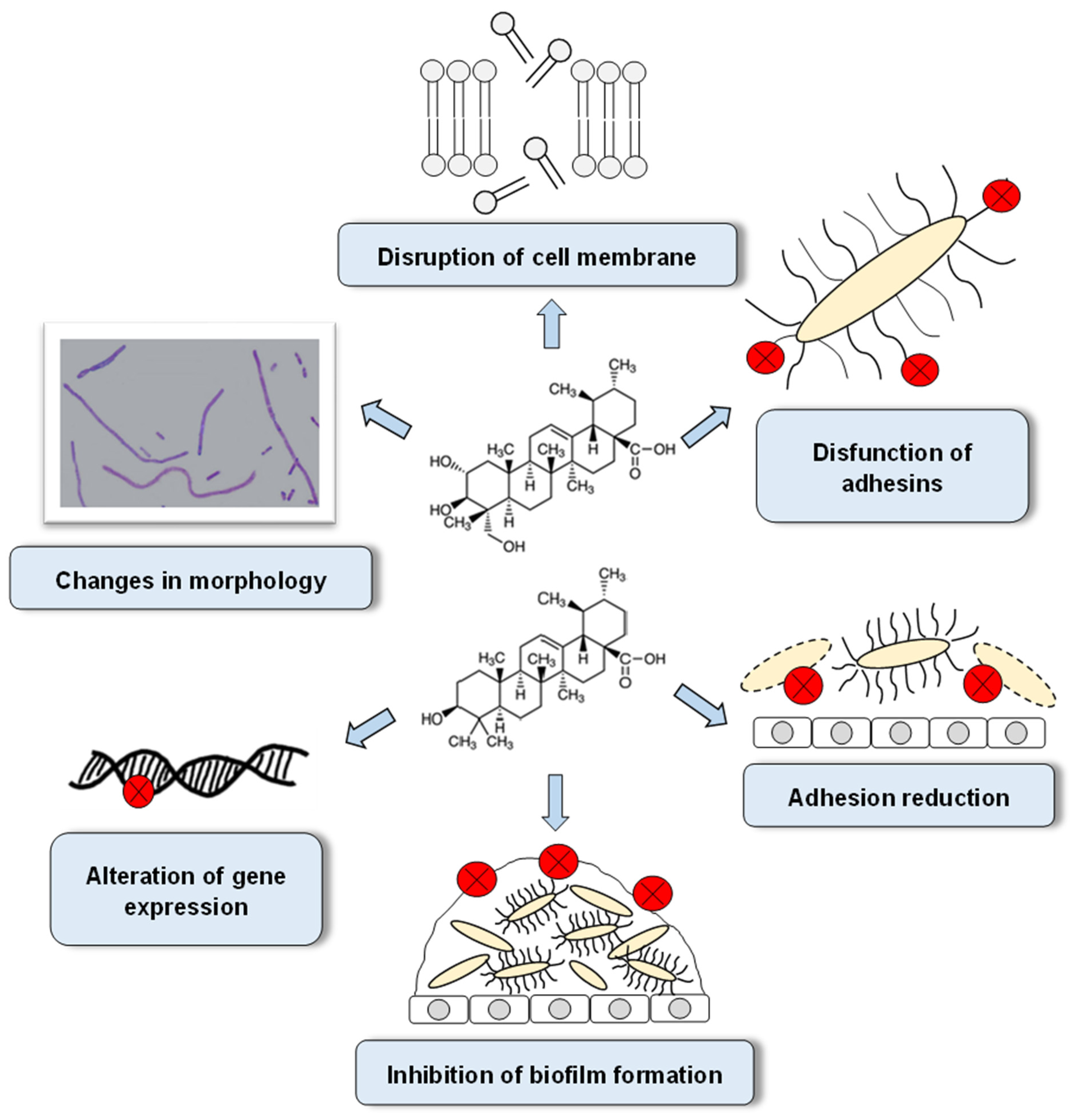 Biomolecules 12 00098 g002