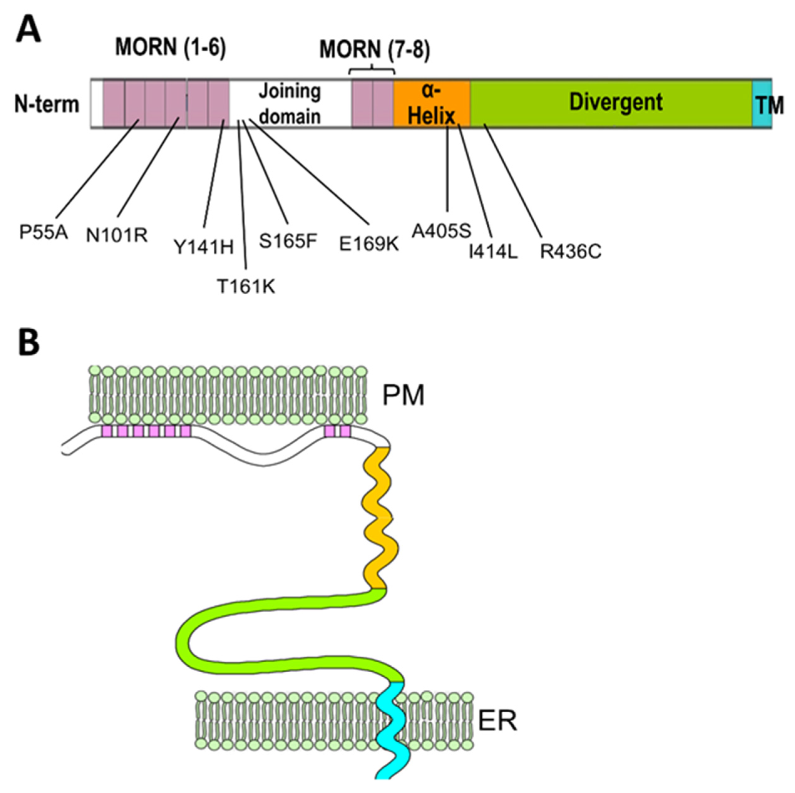 Biomolecules 12 00109 g002