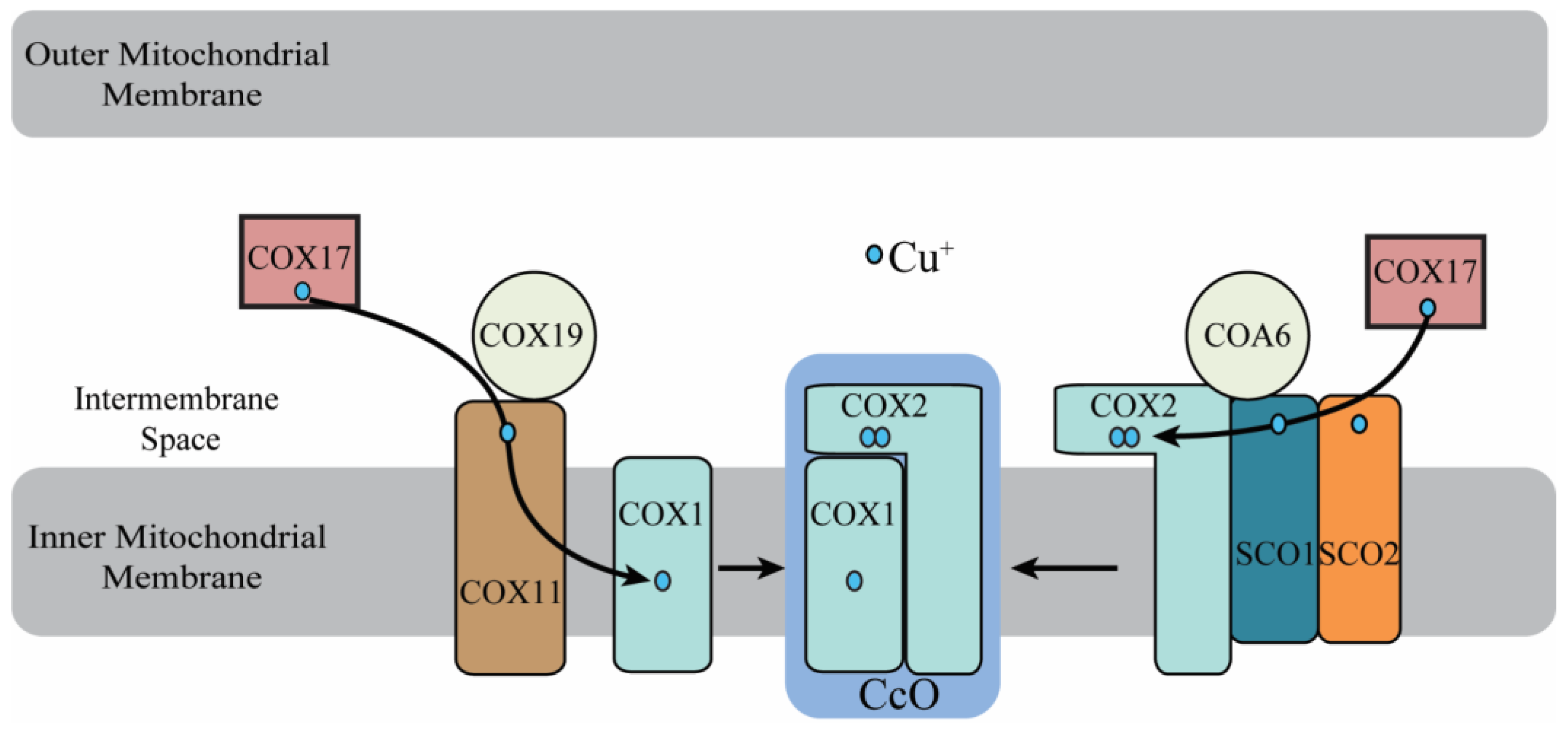 Biomolecules 12 00125 g002