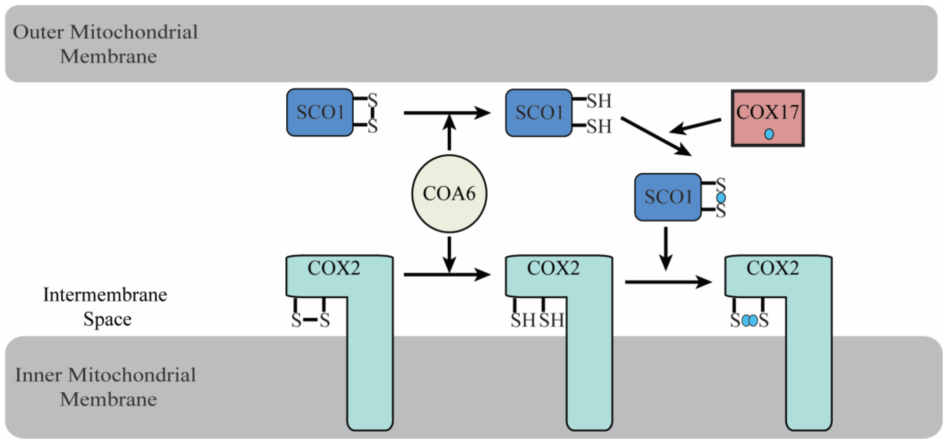 Biomolecules 12 00125 g004