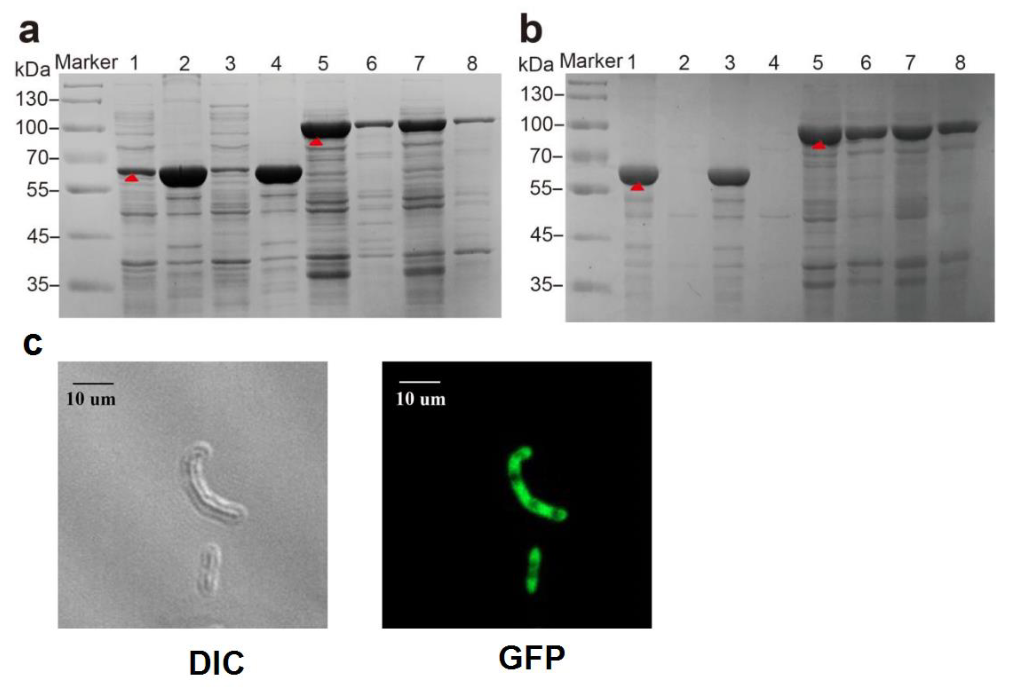 Biomolecules 12 00139 g003