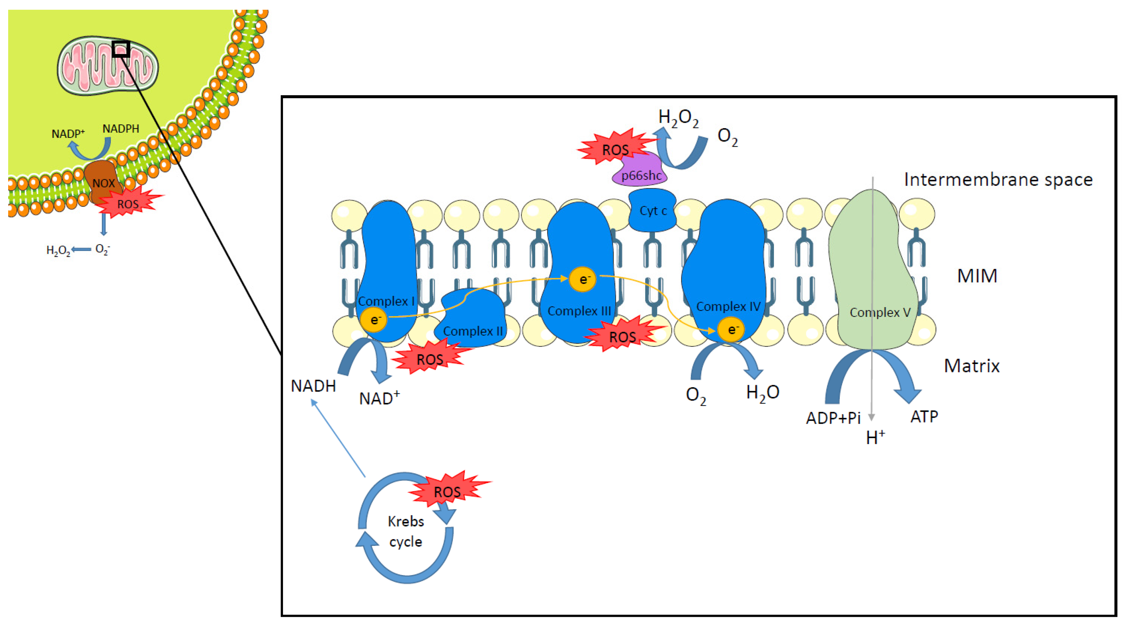 Biomolecules 12 00143 g001 Biomolecules 12 00143 g001