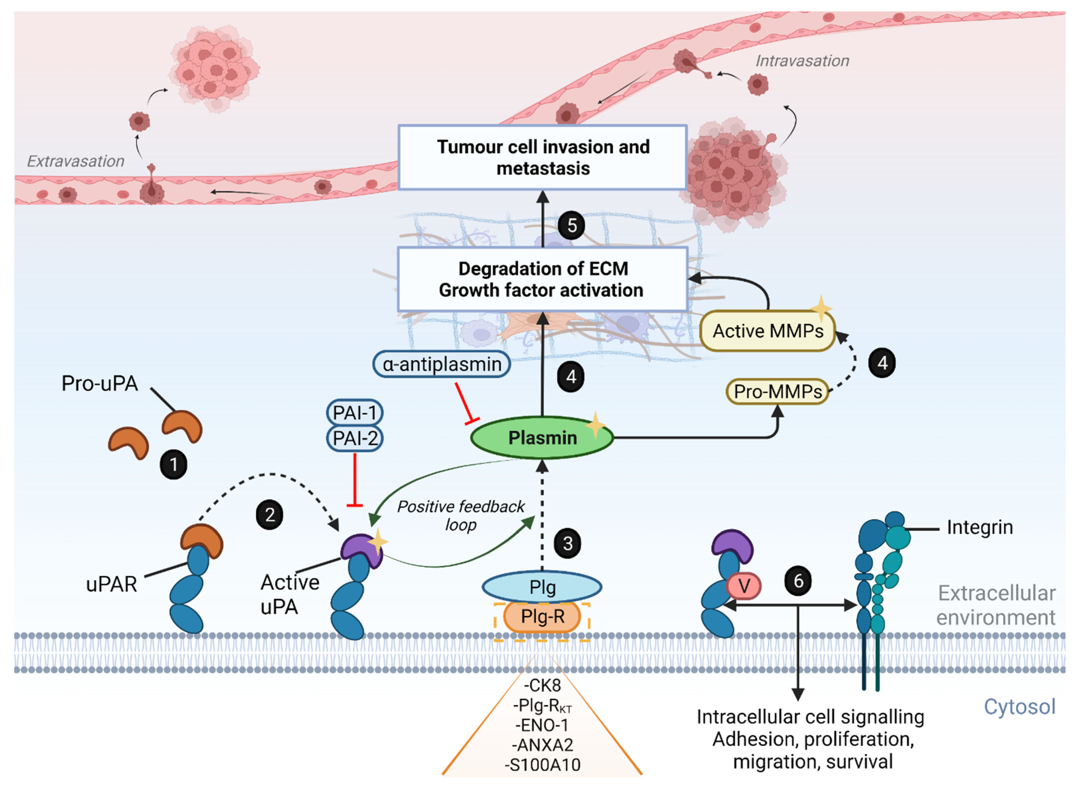 Biomolecules 12 00152 g003 Biomolecules 12 00152 g003