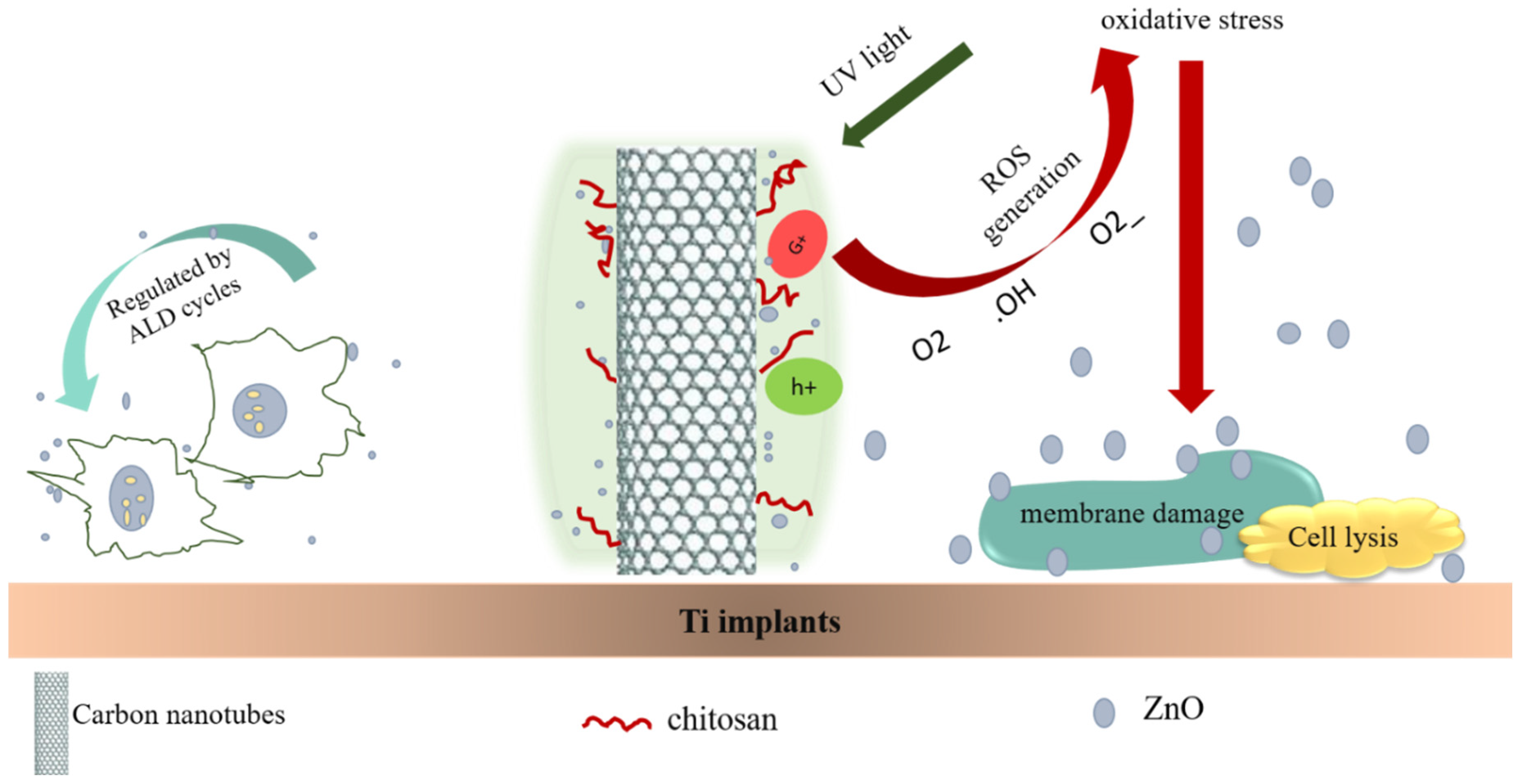 Hybrid Membranes Development Made by Chitosan and Calcium