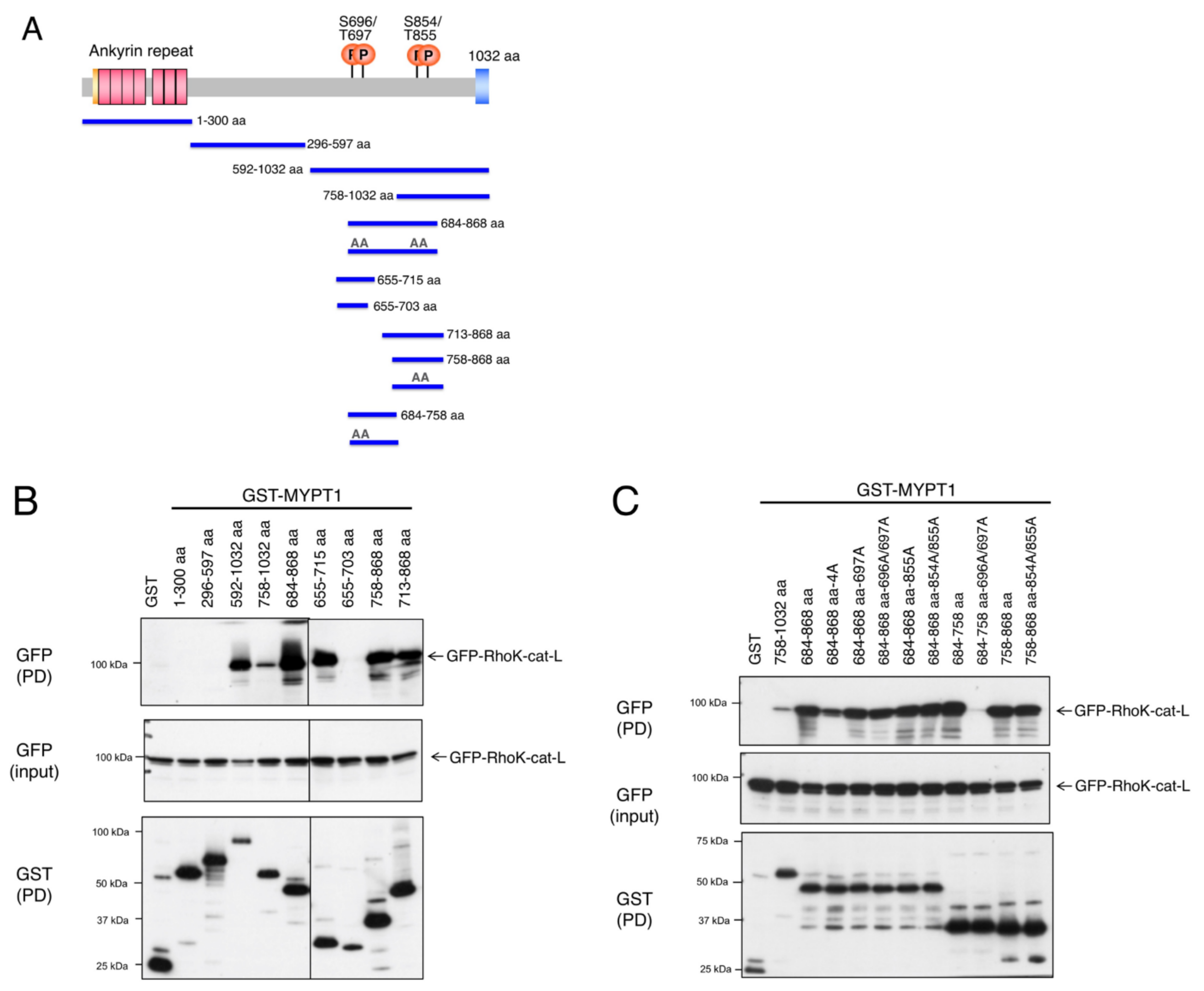 Biomolecules 12 00159 g001 550