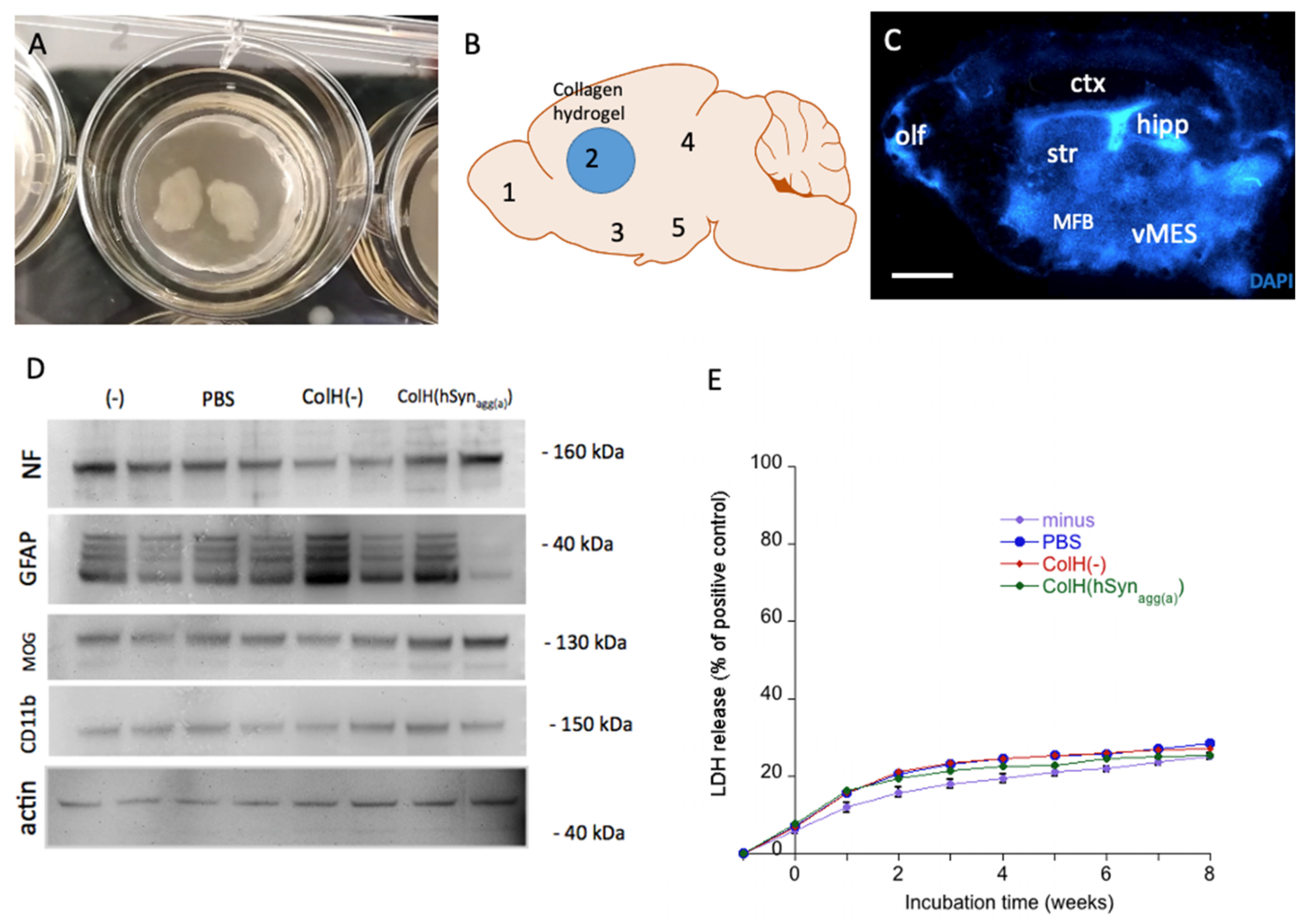 Biomolecules 12 00163 g001