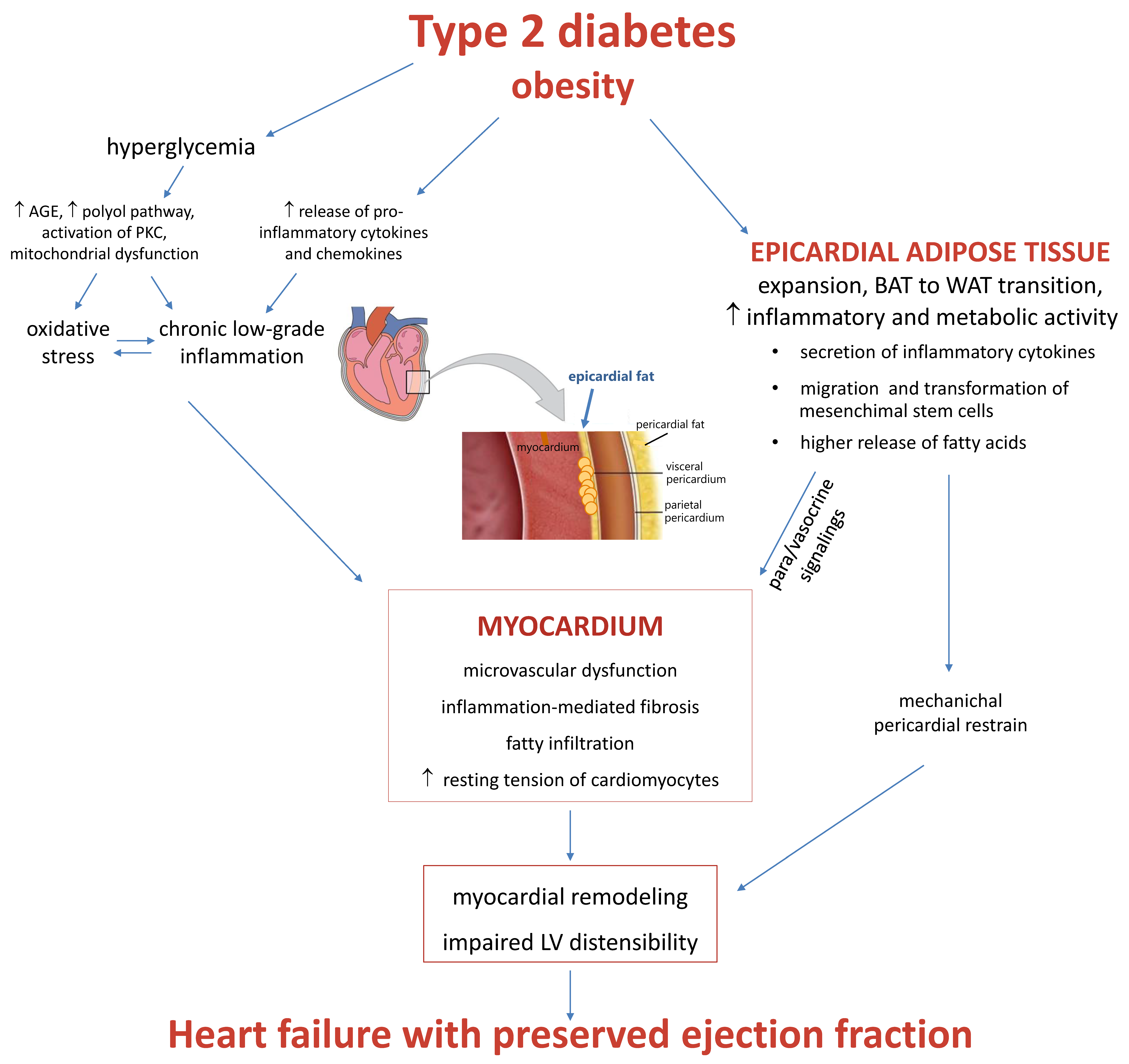 Frontiers  Deleterious Effects of Epicardial Adipose Tissue