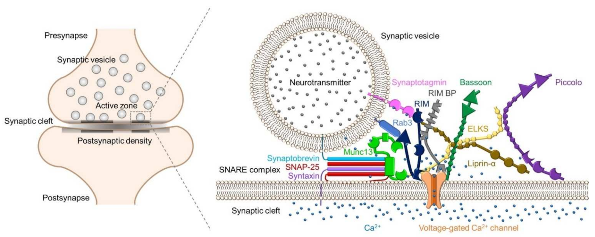 Neurexin-3 subsynaptic densities are spatially distinct from Neurexin-1 and  essential for excitatory synapse nanoscale organization in the hippocampus