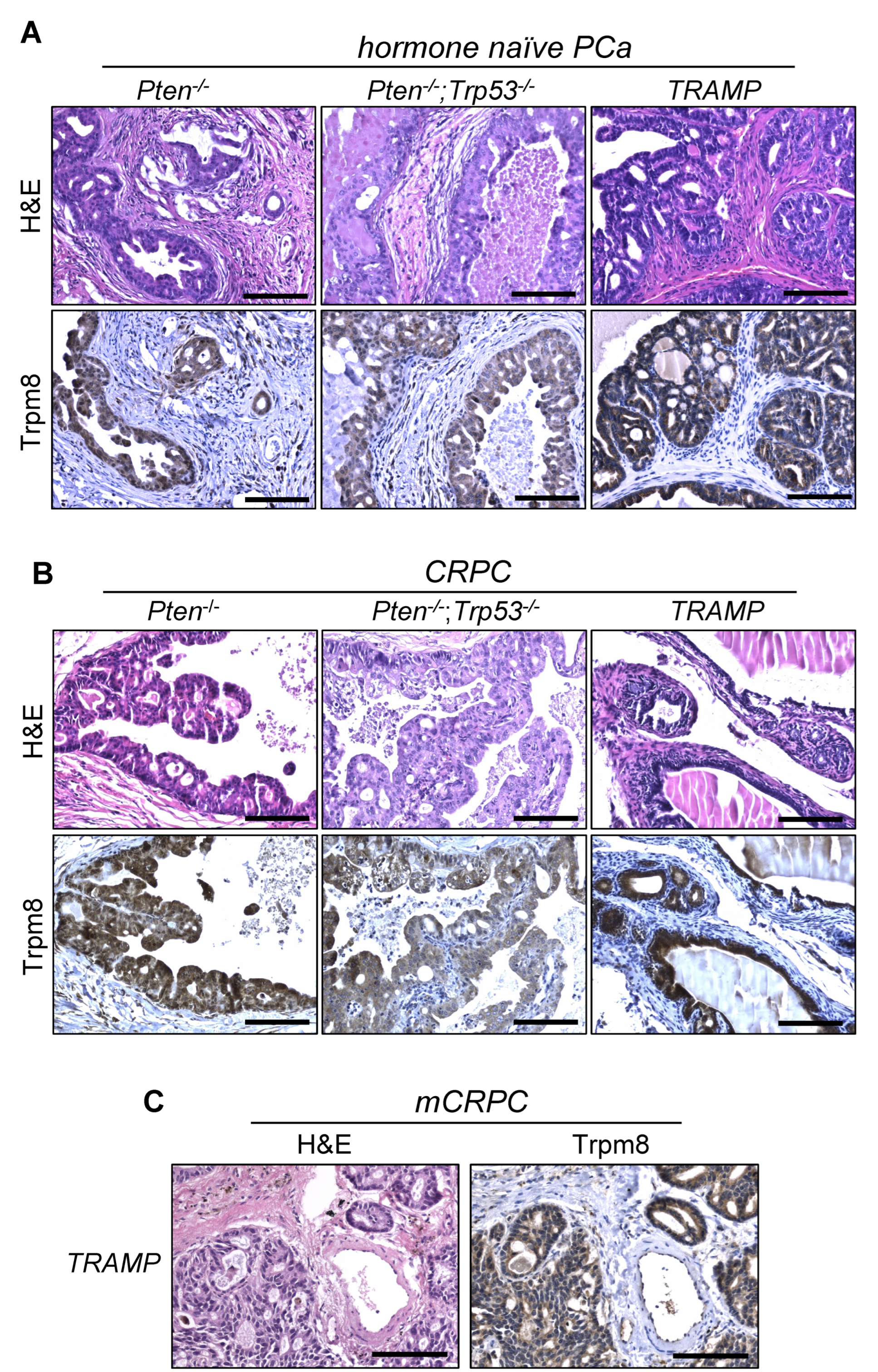 Biomolecules 12 00193 g002 550