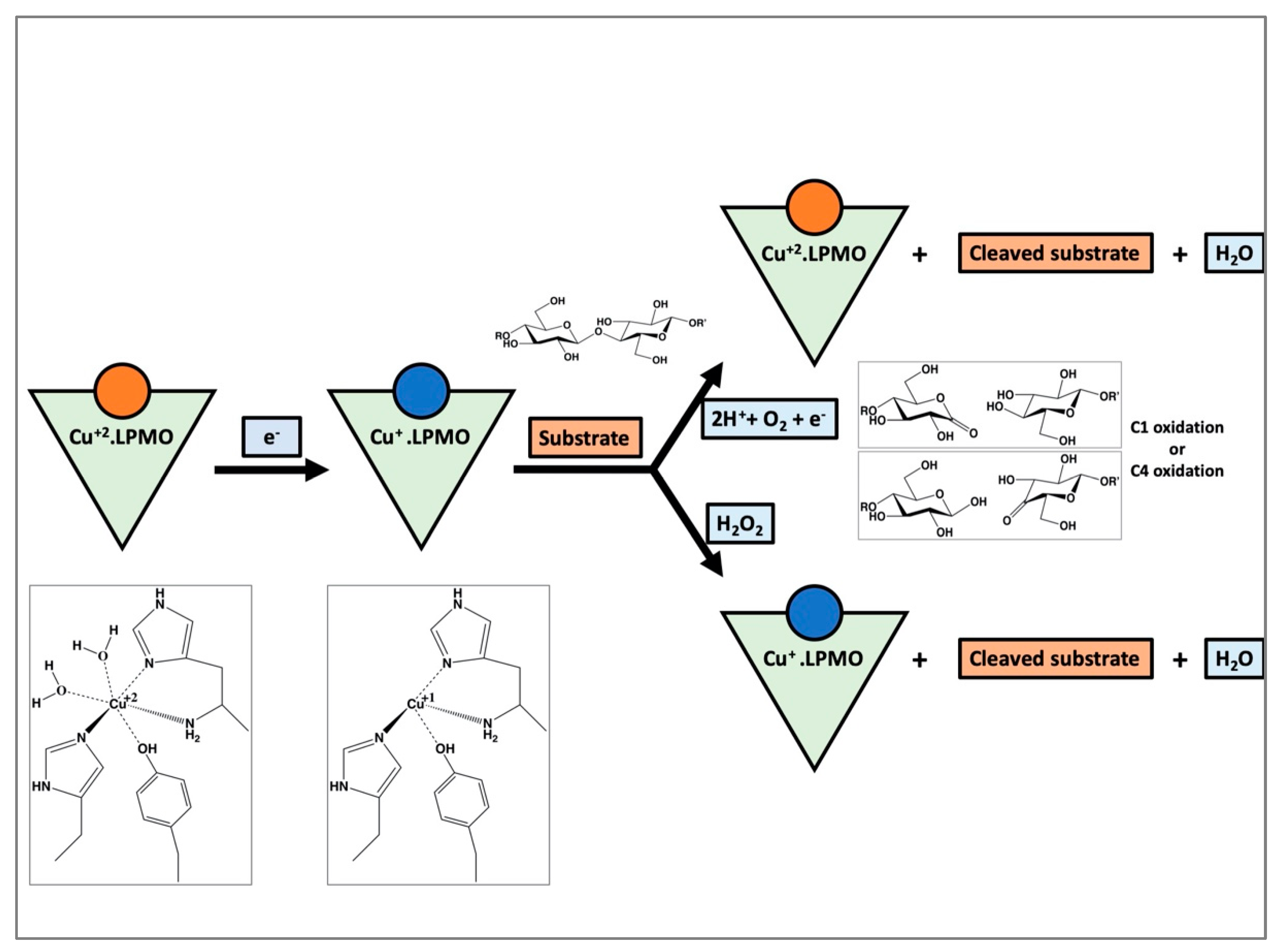 Biomolecules 12 00194 g002