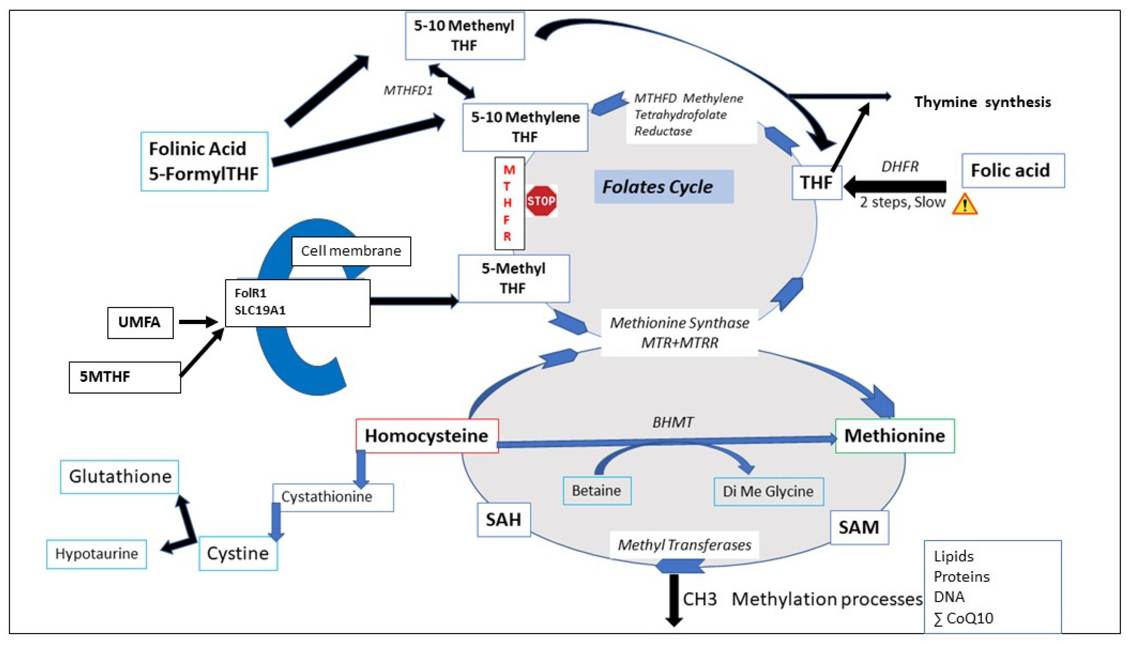 Biomolecules 12 00197 g002