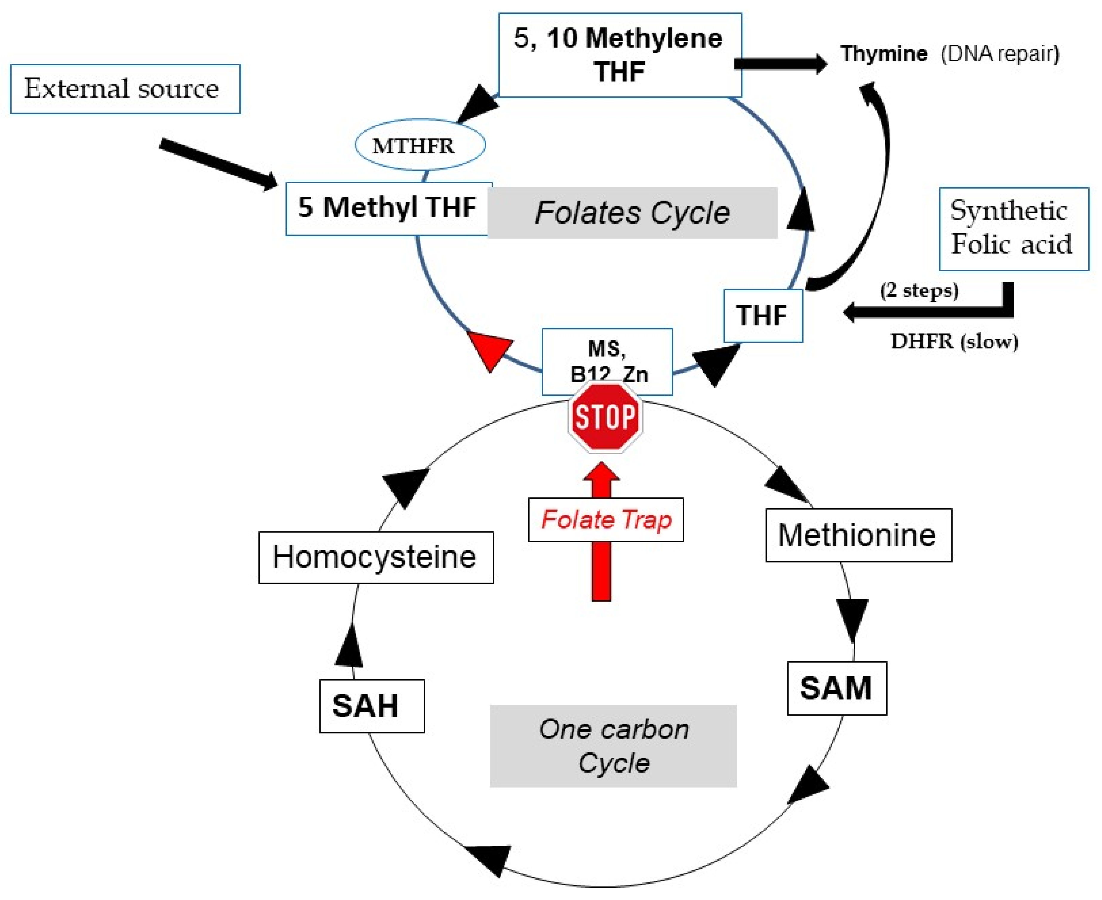 Biomolecules 12 00197 g003