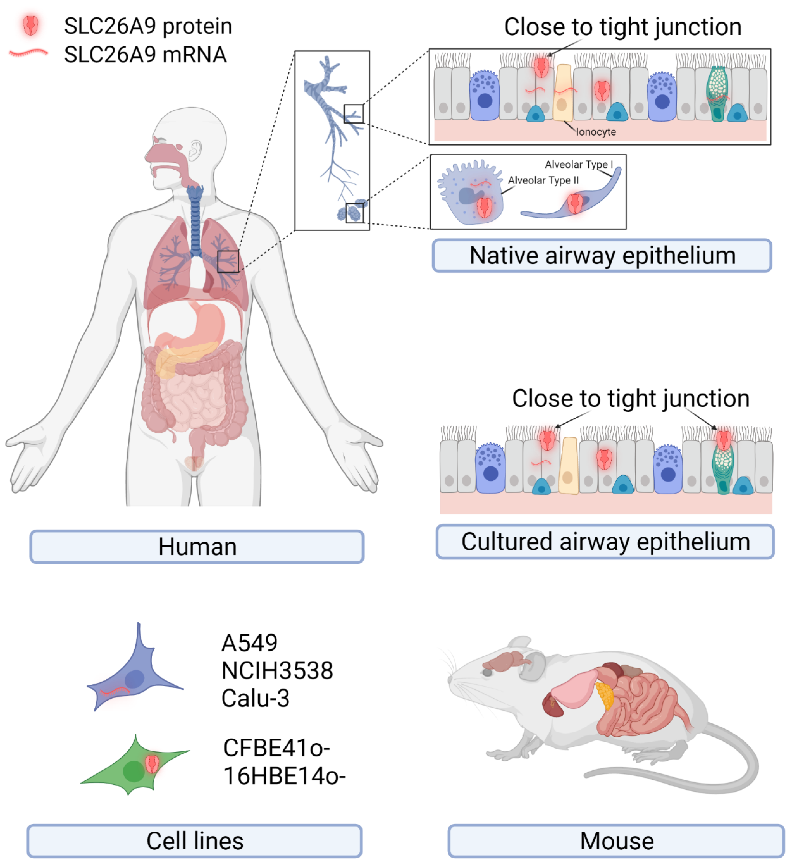 Biomolecules 12 00202 g001 550