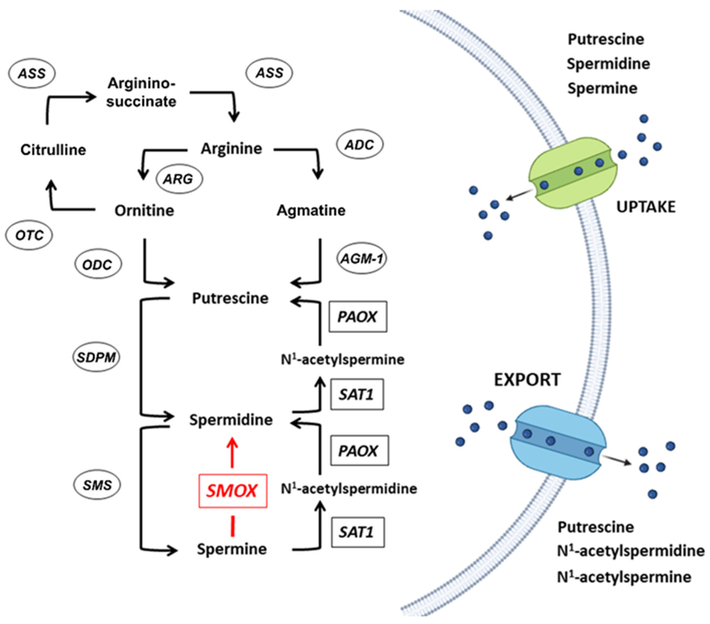 Biomolecules 12 00204 g002