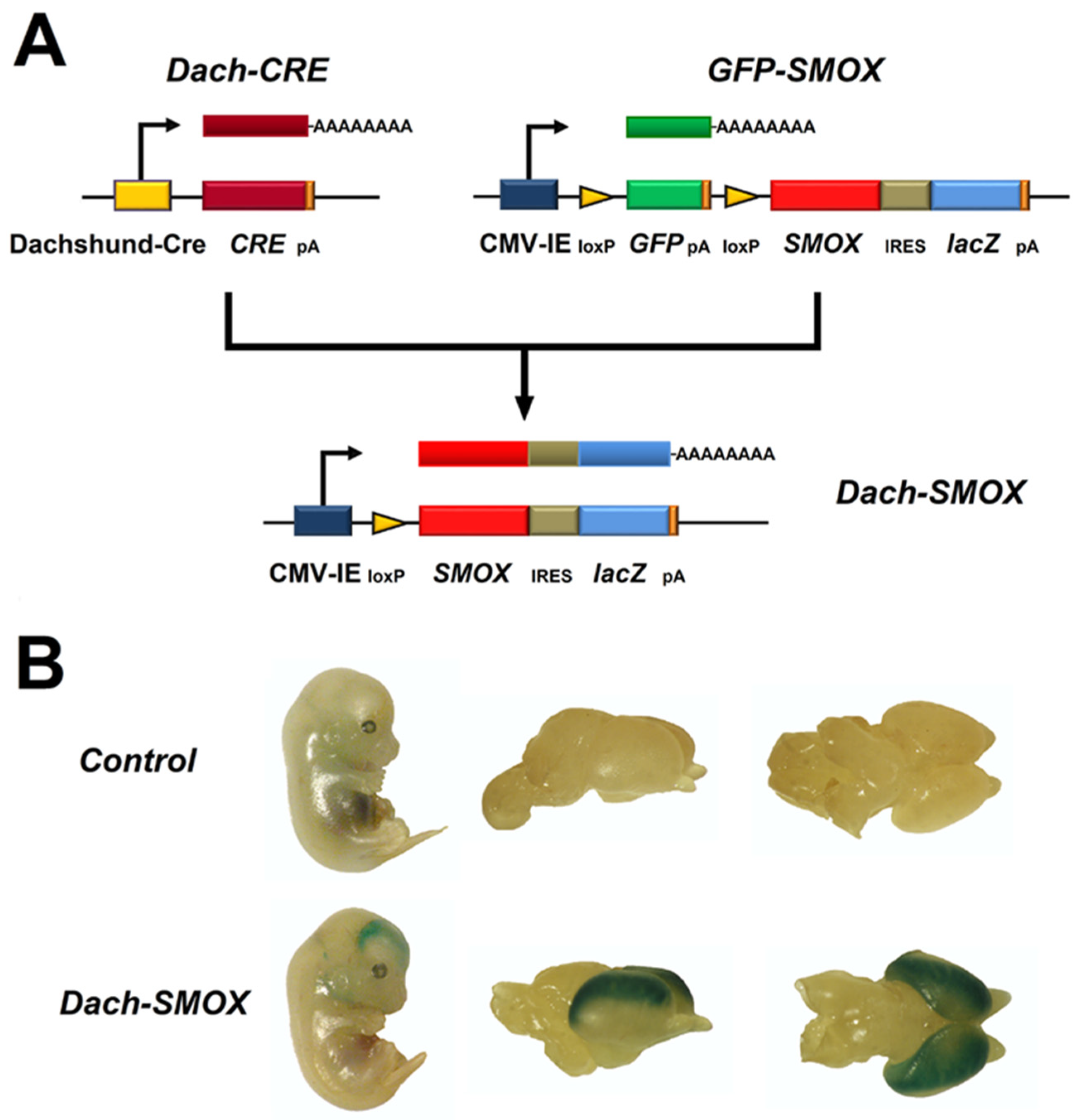 Biomolecules 12 00204 g004