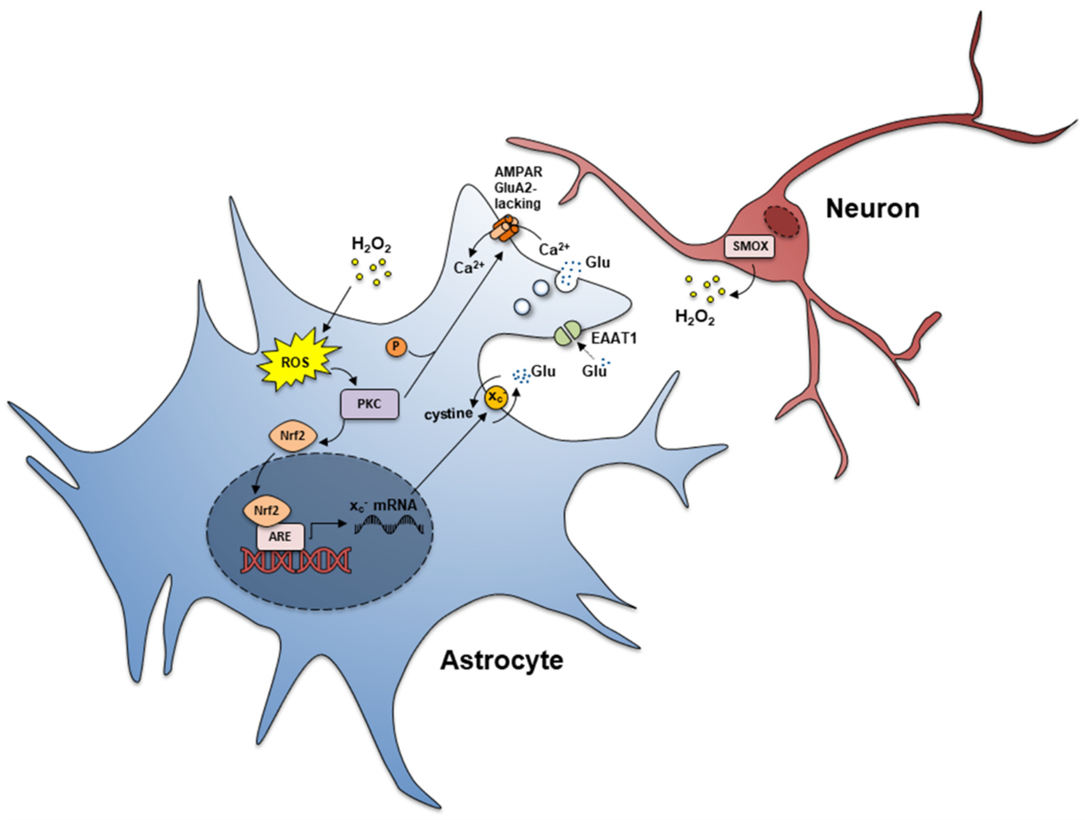 Biomolecules 12 00204 g006