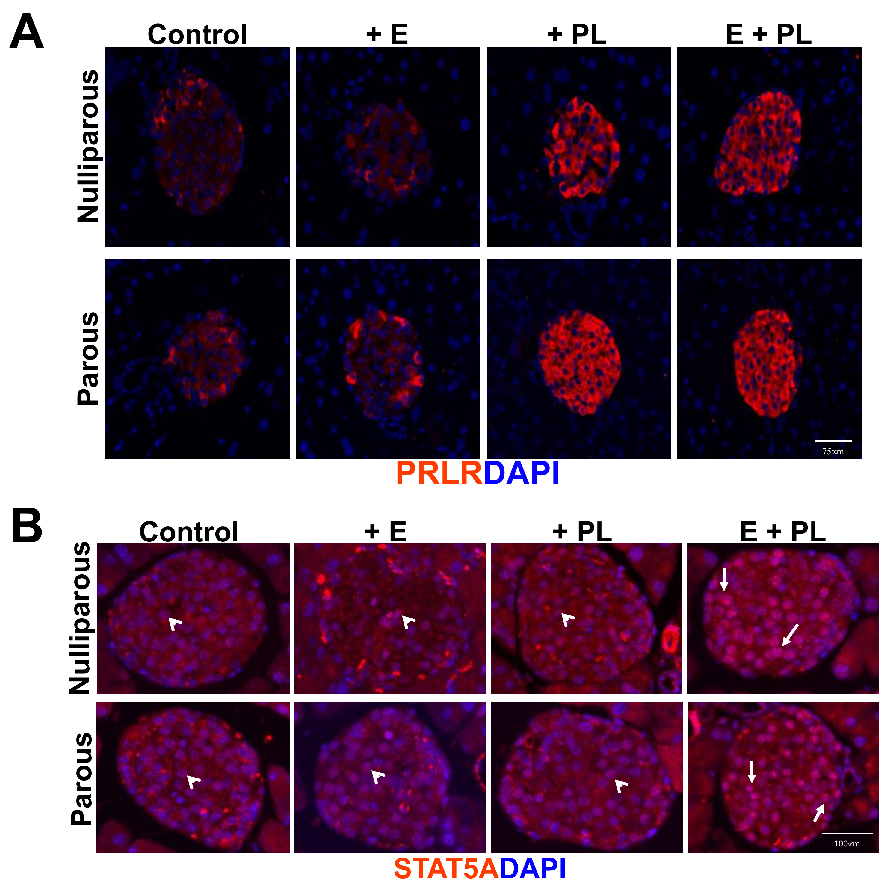 Biomolecules 12 00215 g003