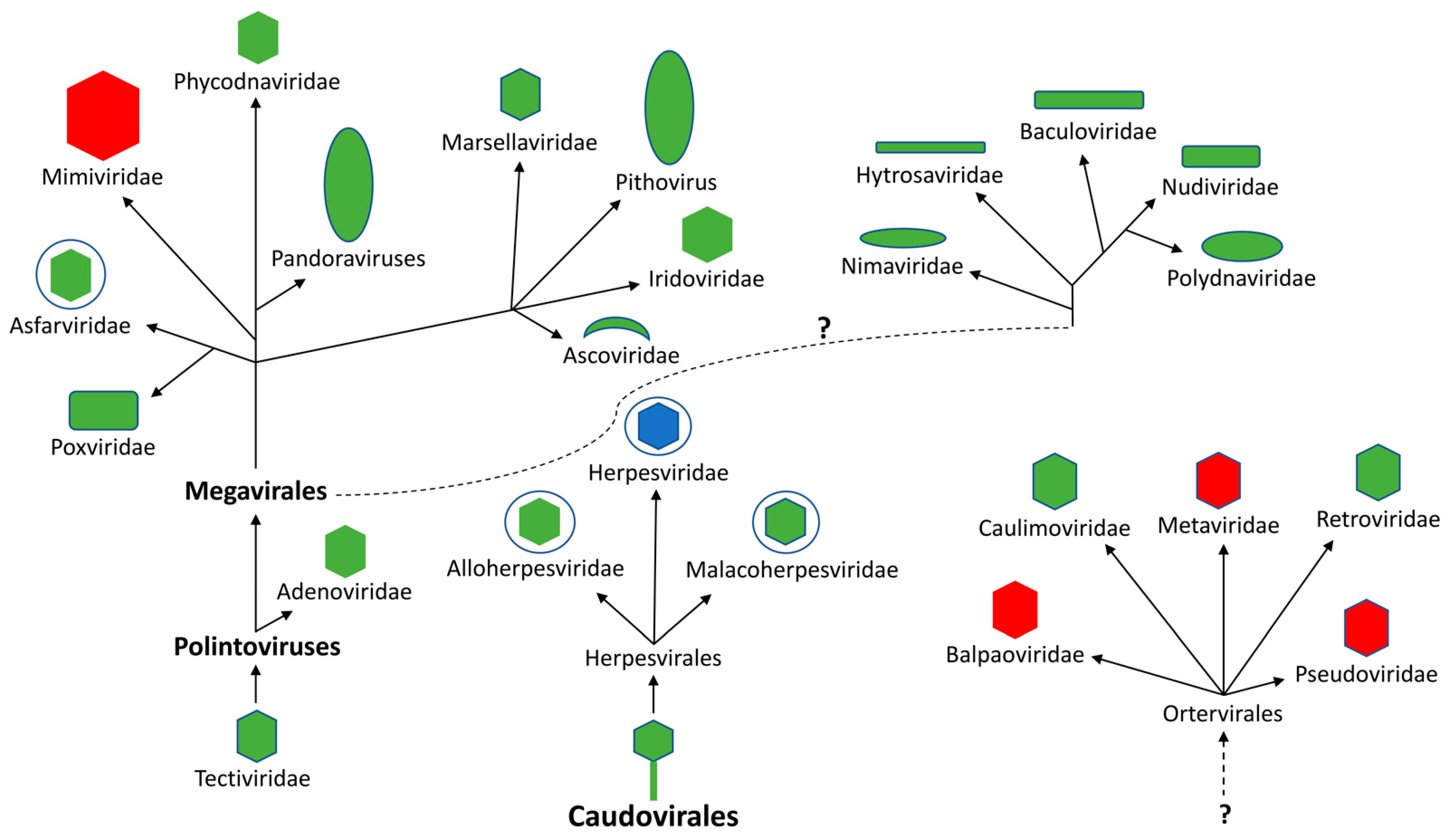 Biomolecules | Free Full-Text | Viral dUTPases: Modulators of 