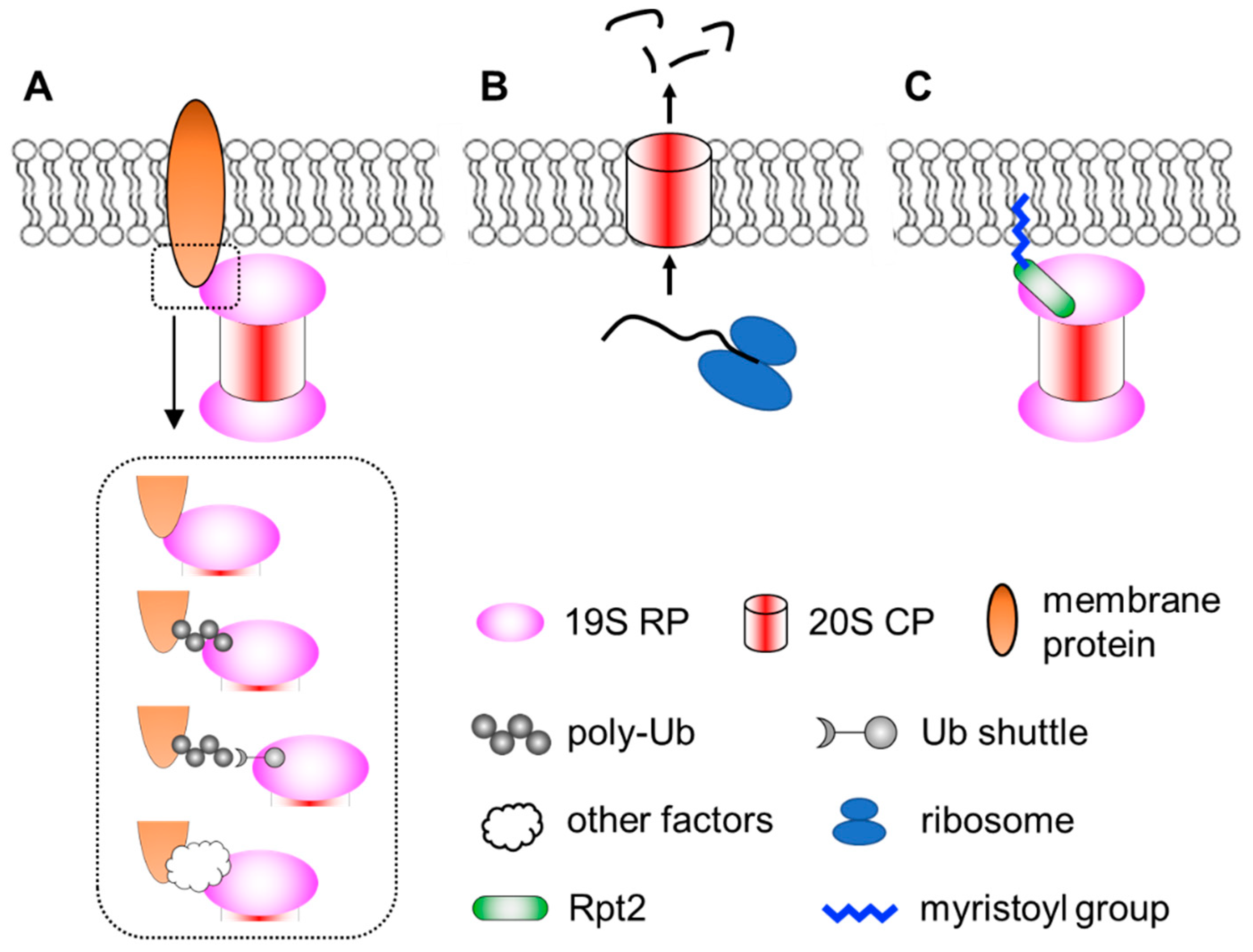 Biomolecules 12 00229 g001