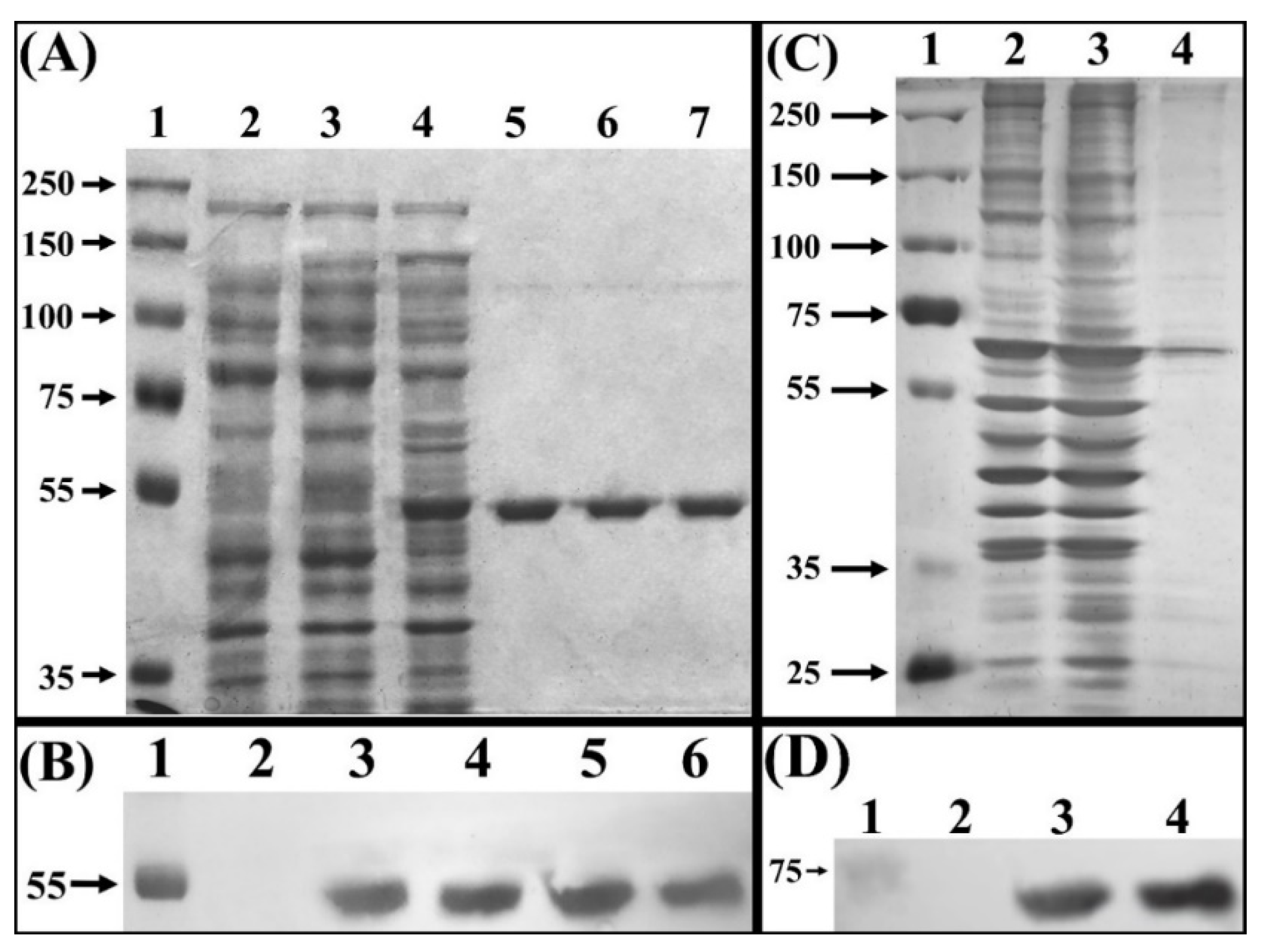 Biomolecules 12 00233 g001