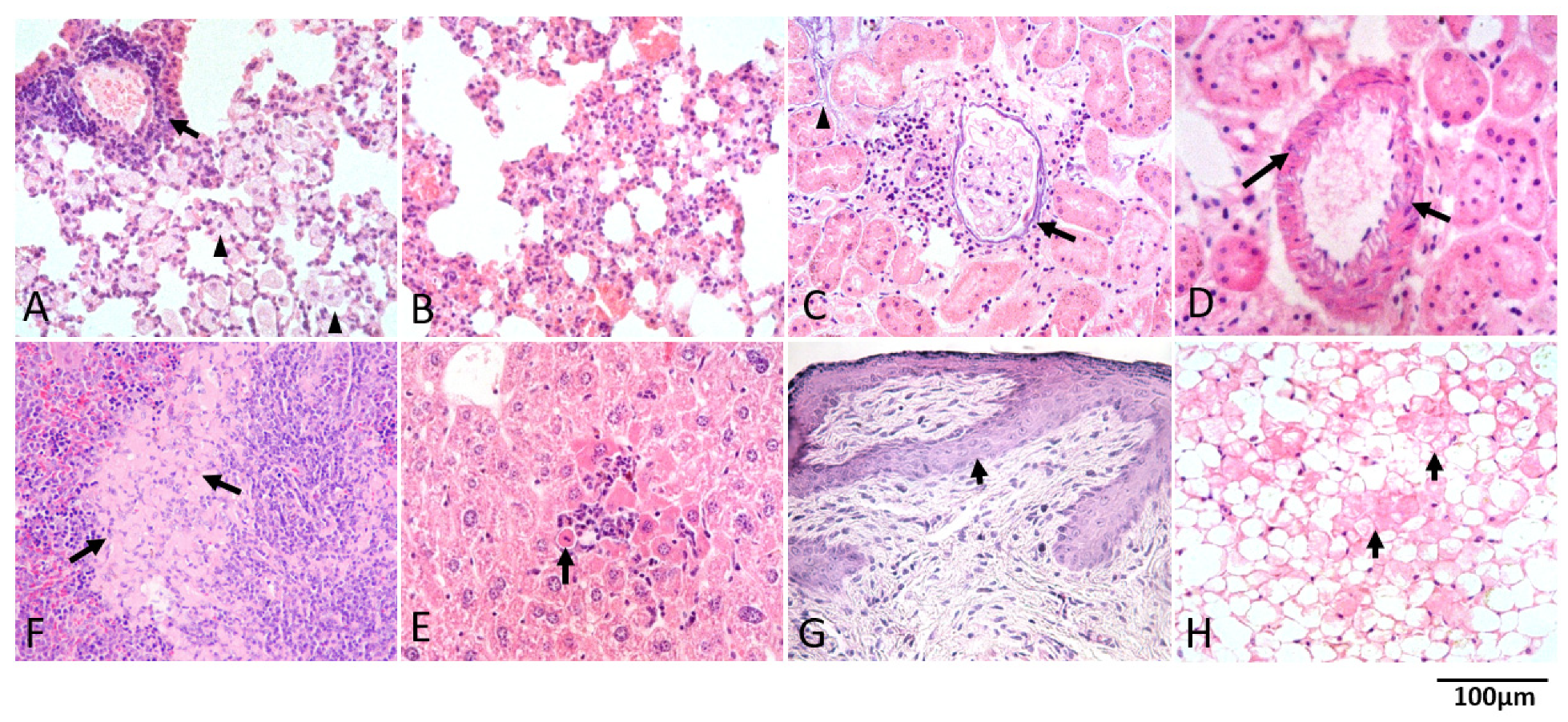Biomolecules 12 00234 g003 Biomolecules 12 00234 g003