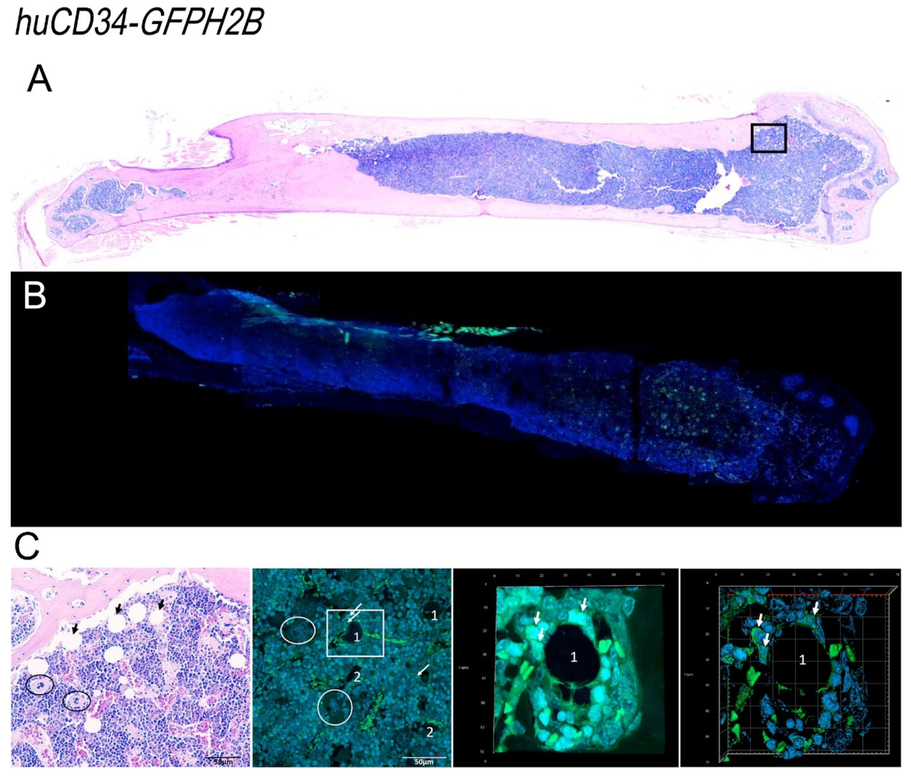 Biomolecules 12 00234 g009 Biomolecules 12 00234 g009